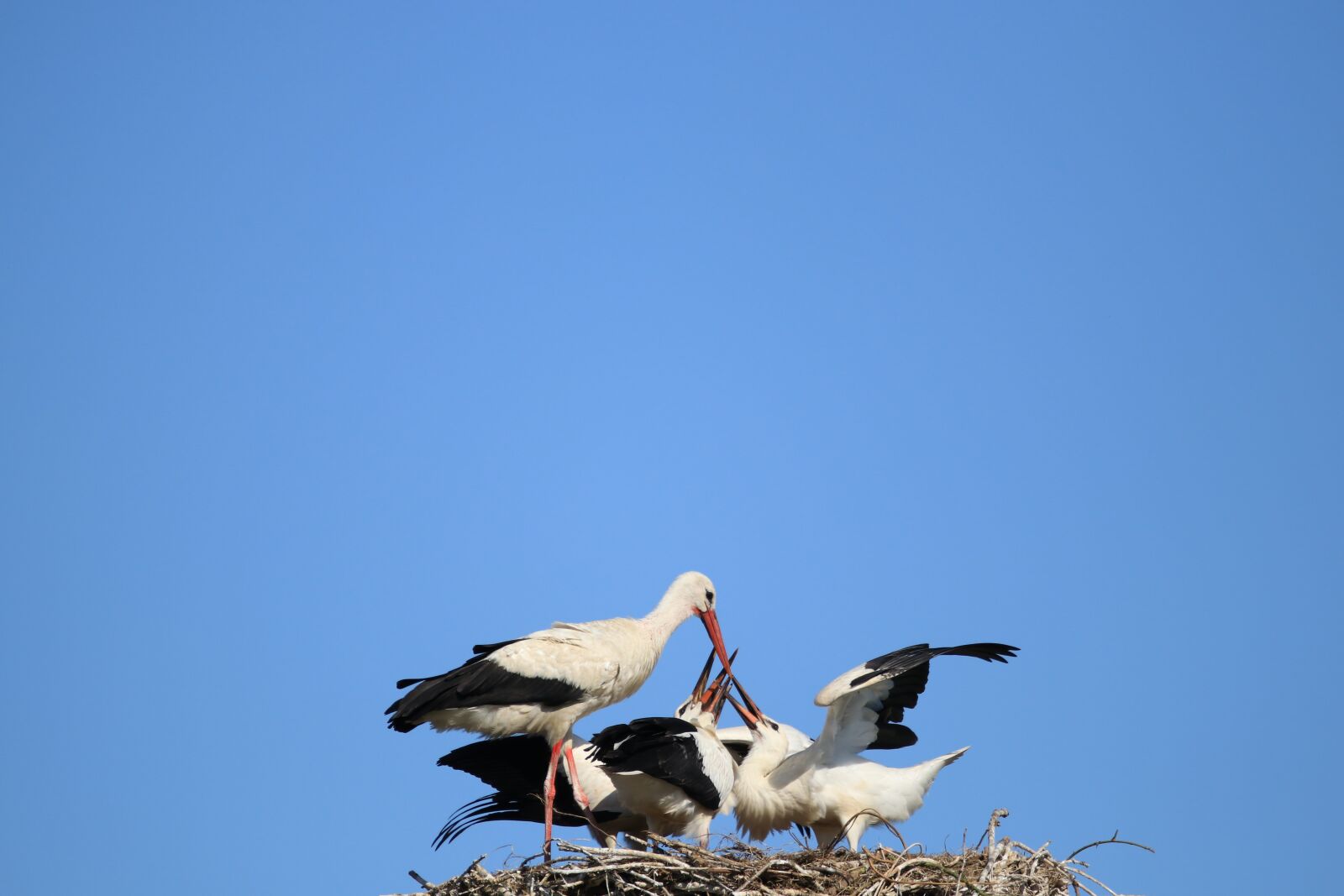 Sigma 100-400mm F5-6.3 DG OS HSM sample photo. Stork, feeding, adebar photography