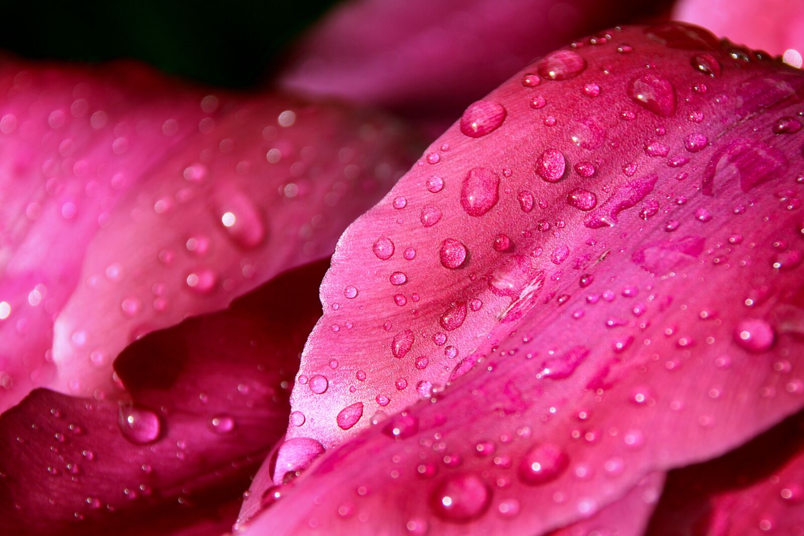 Canon EOS 1300D (EOS Rebel T6 / EOS Kiss X80) sample photo. Flower, leaf macro, dew photography