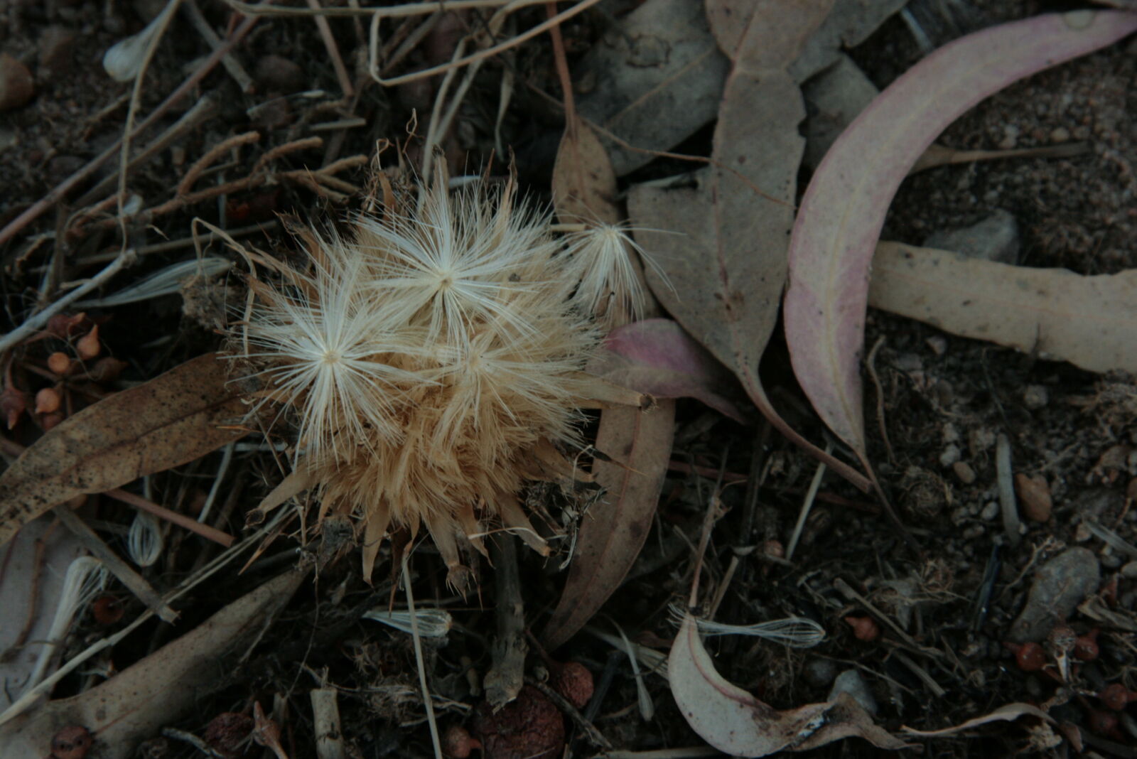 Canon EF-S 17-85mm F4-5.6 IS USM sample photo. Dry, leaves, ground, nature photography
