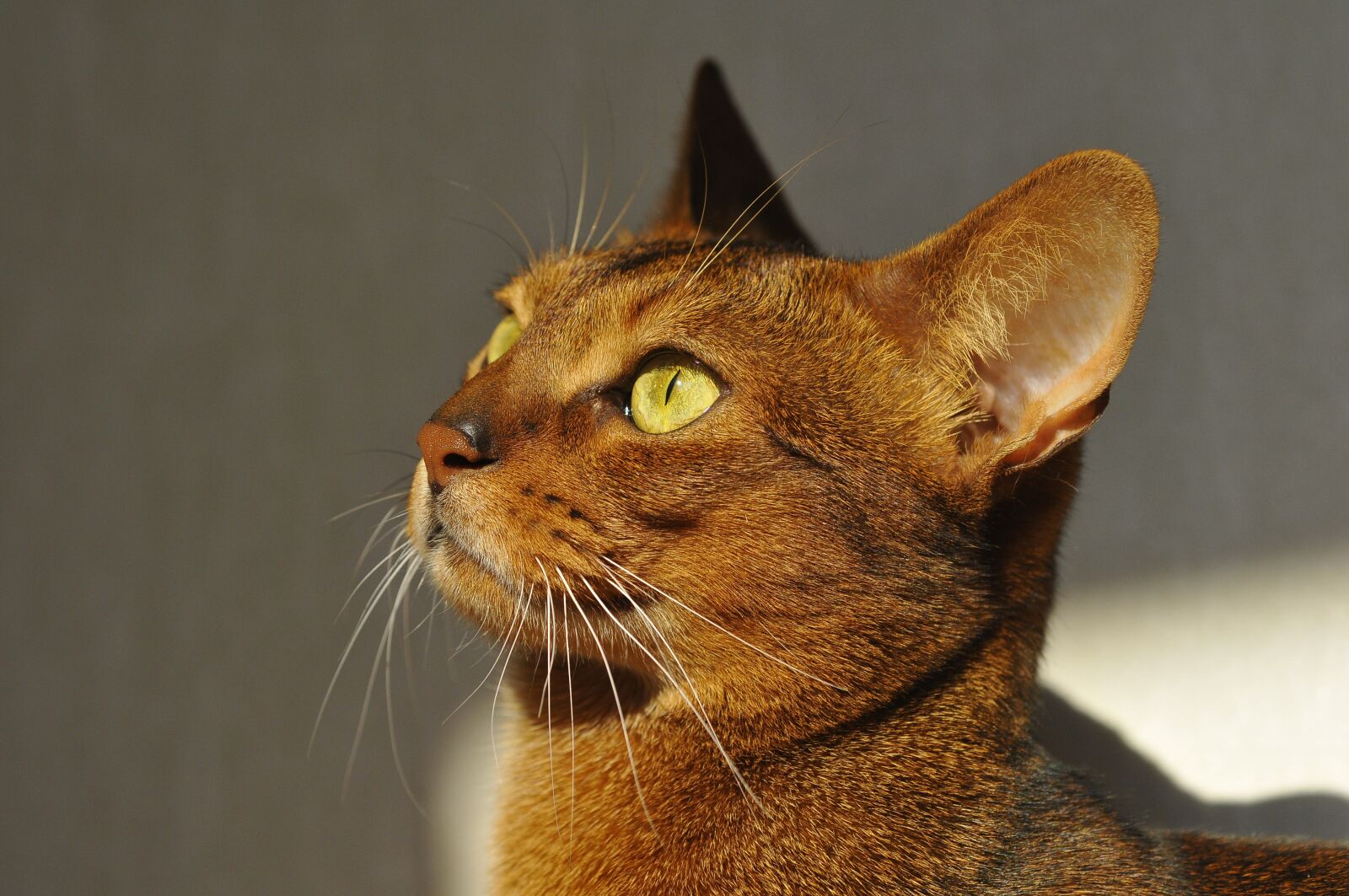 Nikon D300 sample photo. Cat, abyssinian, muzzle cat photography