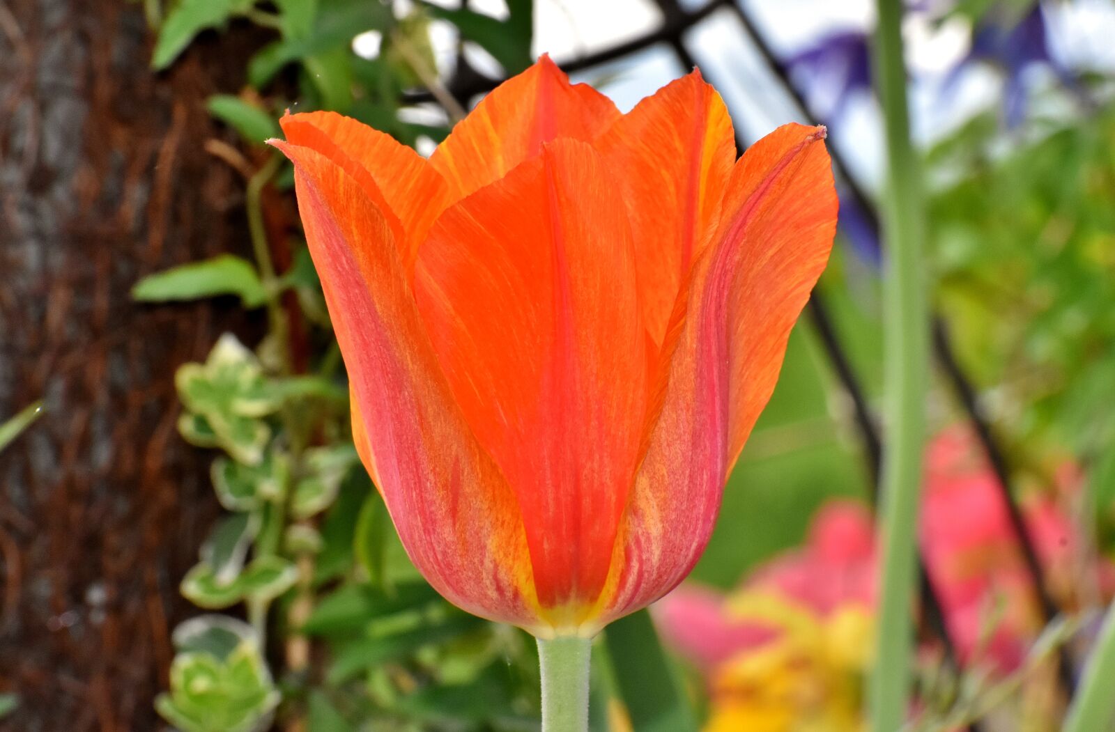 Nikon D7200 sample photo. Tulips, flowers, colorful photography