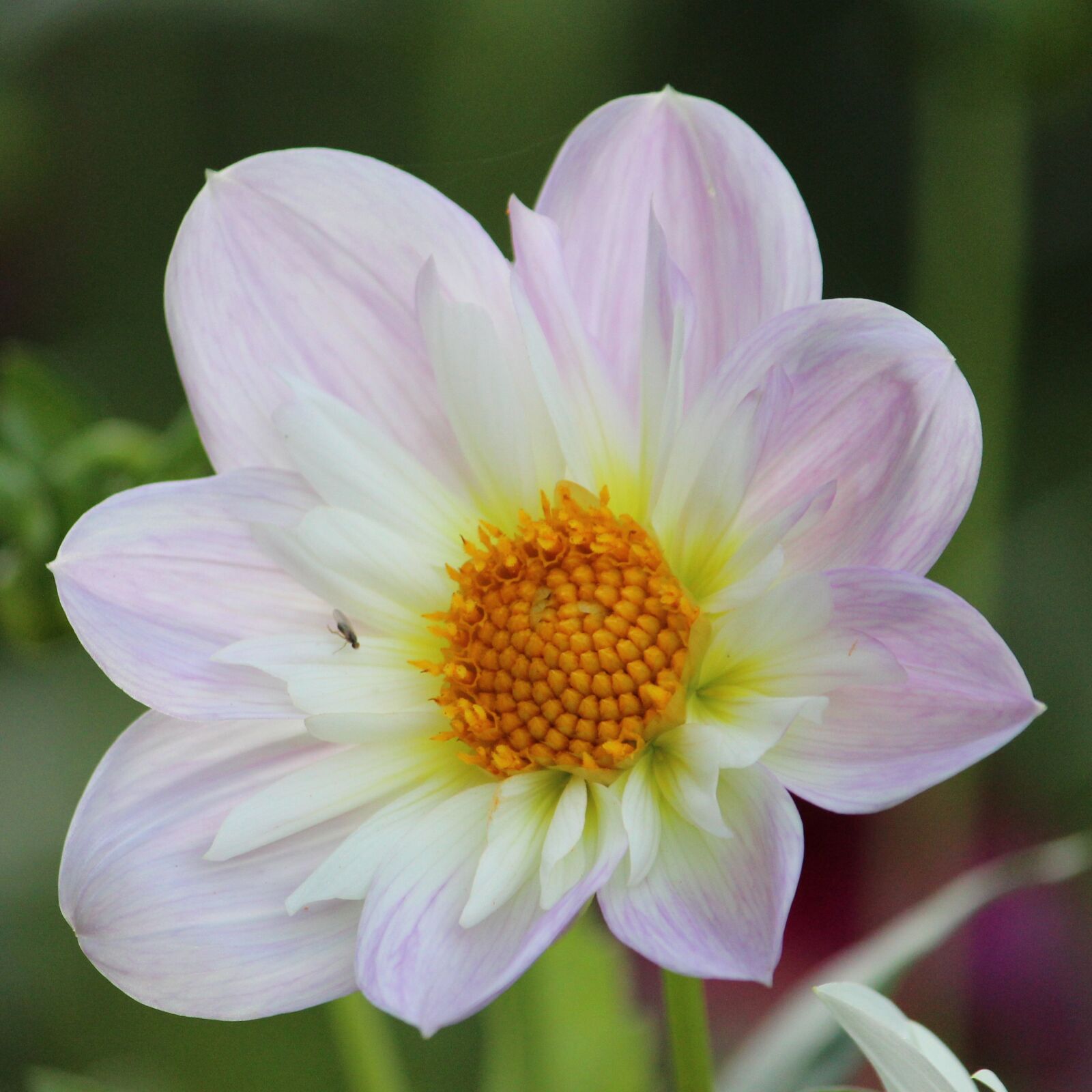 Canon EF-S 55-250mm F4-5.6 IS II sample photo. Dahlia, blossom, bloom photography