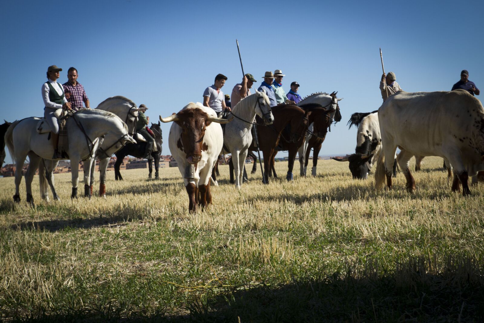 Canon EOS 7D sample photo. Oxen, horses, running of photography