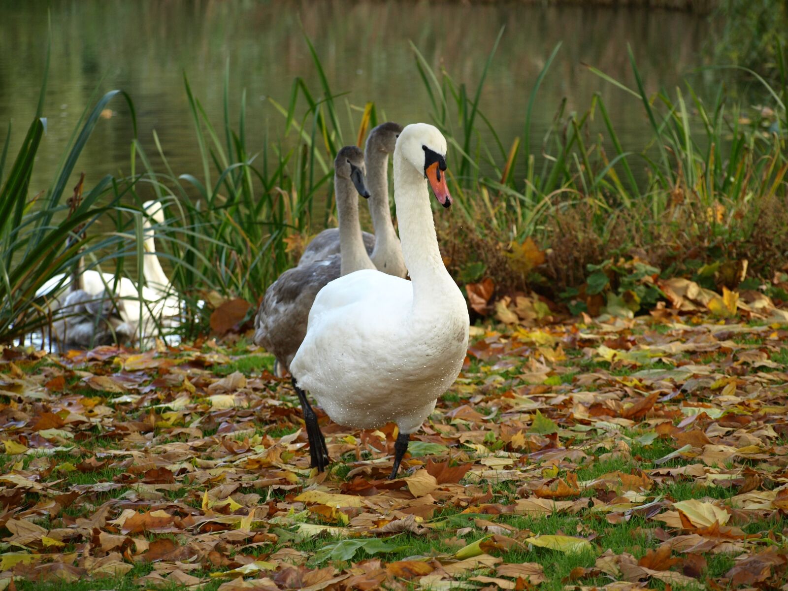 Olympus E-510 (EVOLT E-510) sample photo. Swan, bird, animal photography