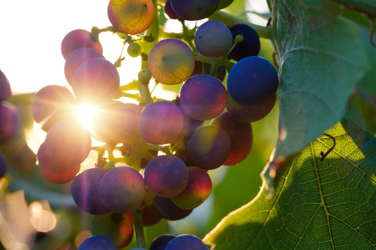 Fujifilm X-T2 + Fujifilm XF 80mm F2.8 R LM OIS WR Macro sample photo. Grapes, sun, sunbeam photography