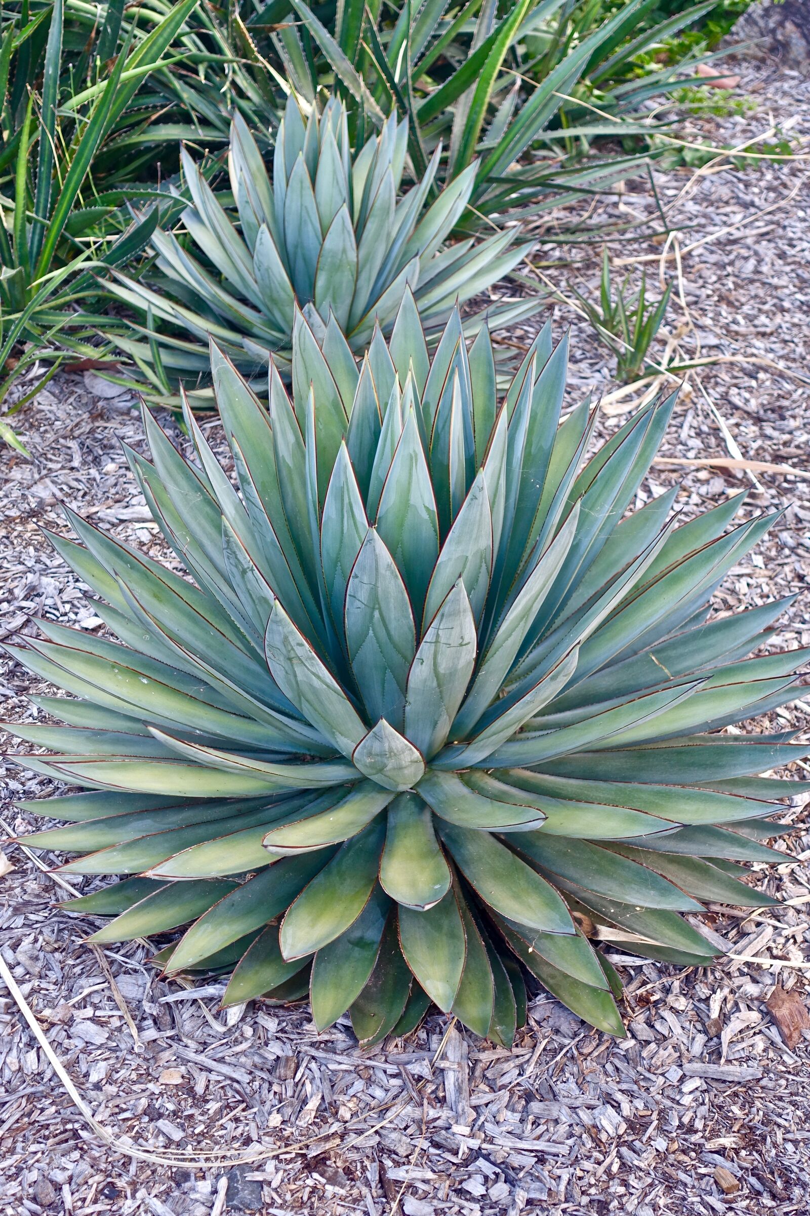 Sony Cyber-shot DSC-RX100 III sample photo. Cactus, succulent, spiny photography