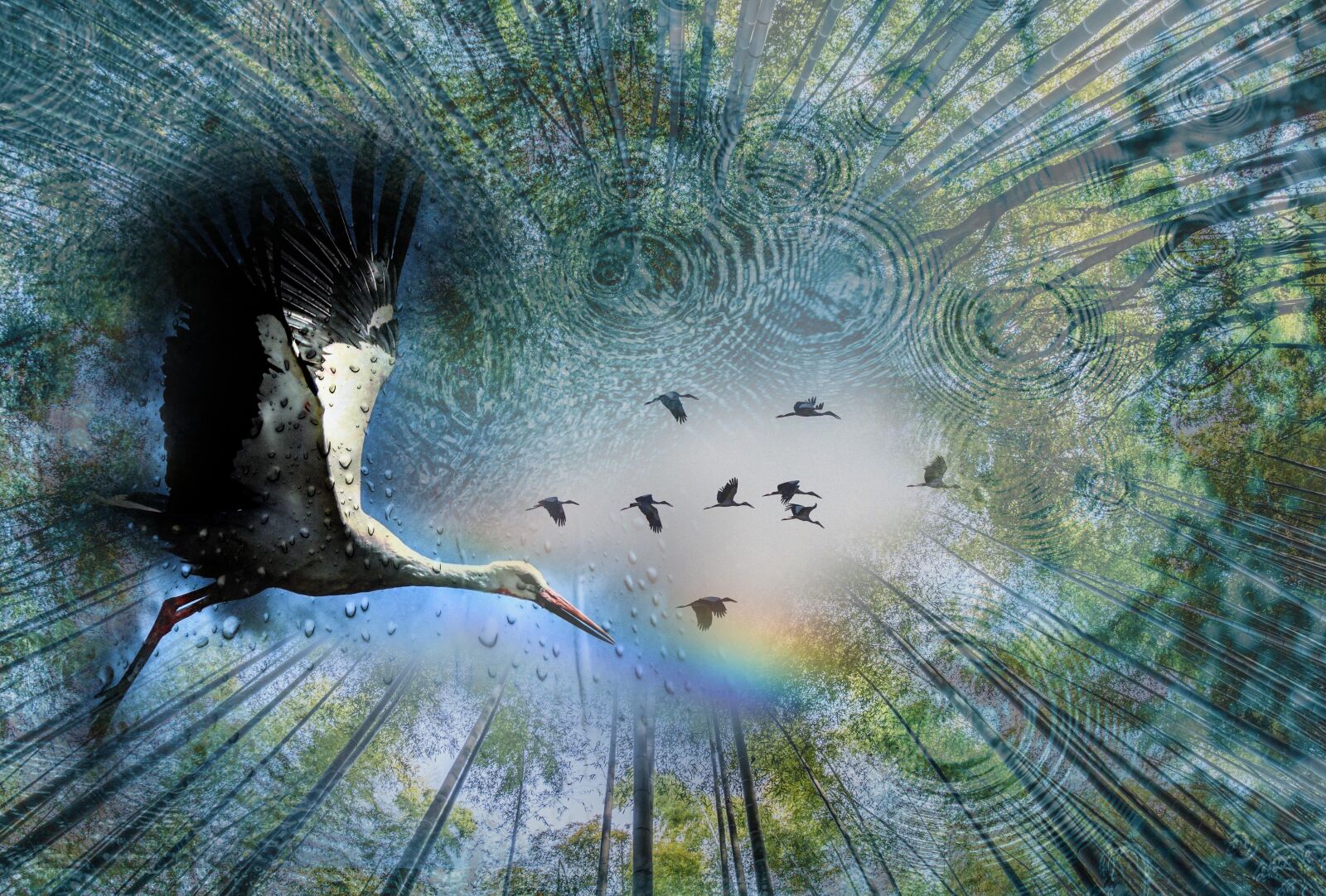 Nikon D3100 sample photo. Rain, bird, rainbow photography