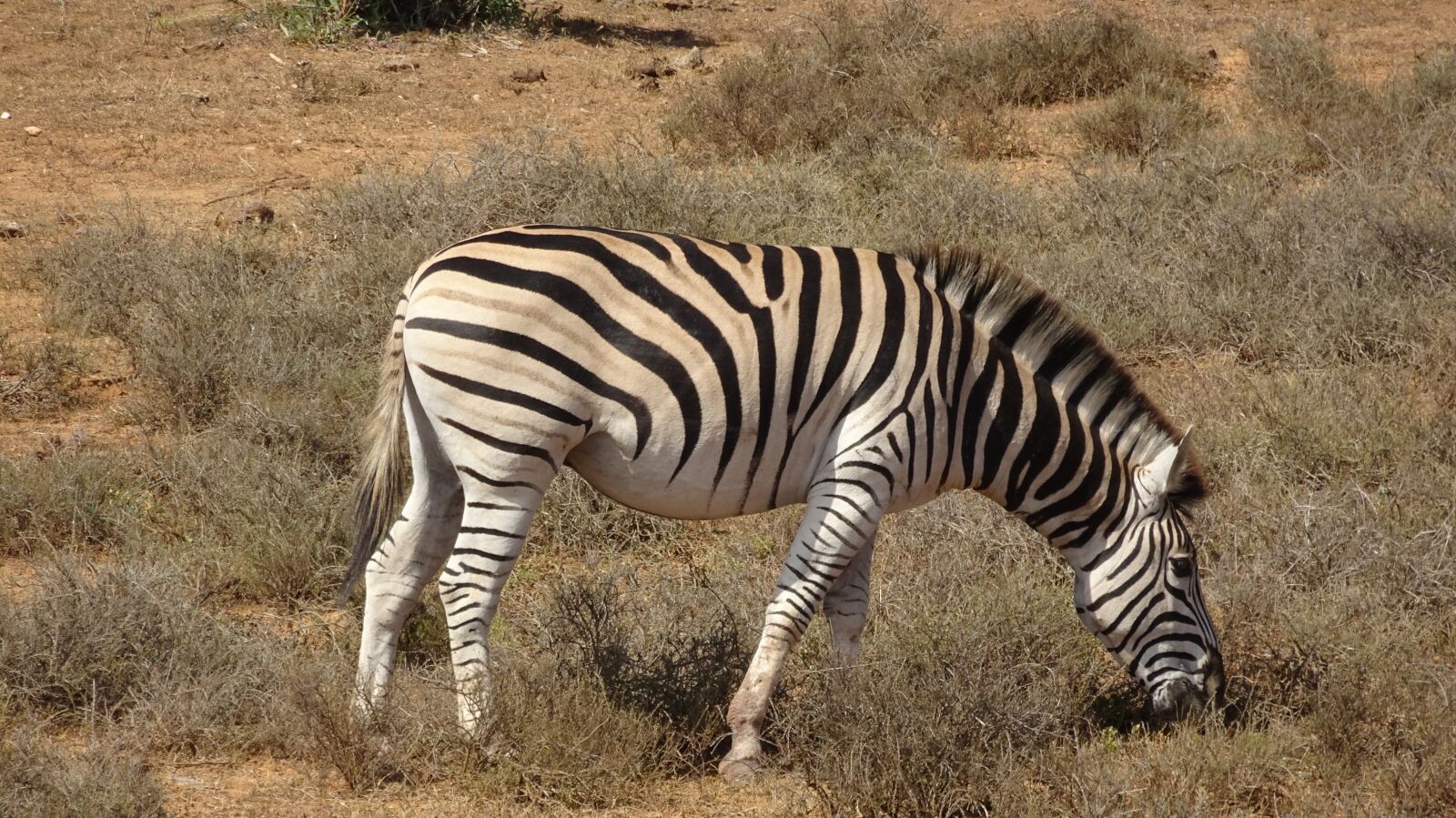 Sony Cyber-shot DSC-HX90V sample photo. Zebra, mammal, fauna photography
