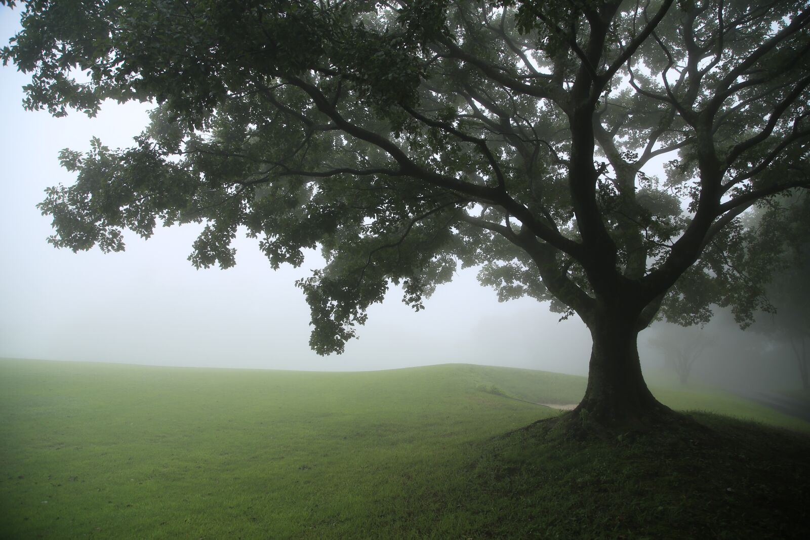Canon EOS 6D + Canon EF 24-105mm F4L IS USM sample photo. Fog, wood, forest photography