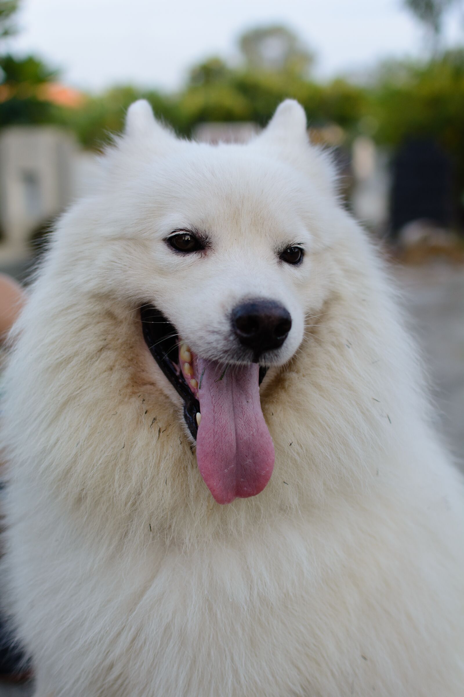 Nikon D7100 sample photo. Dog, pet, animal photography