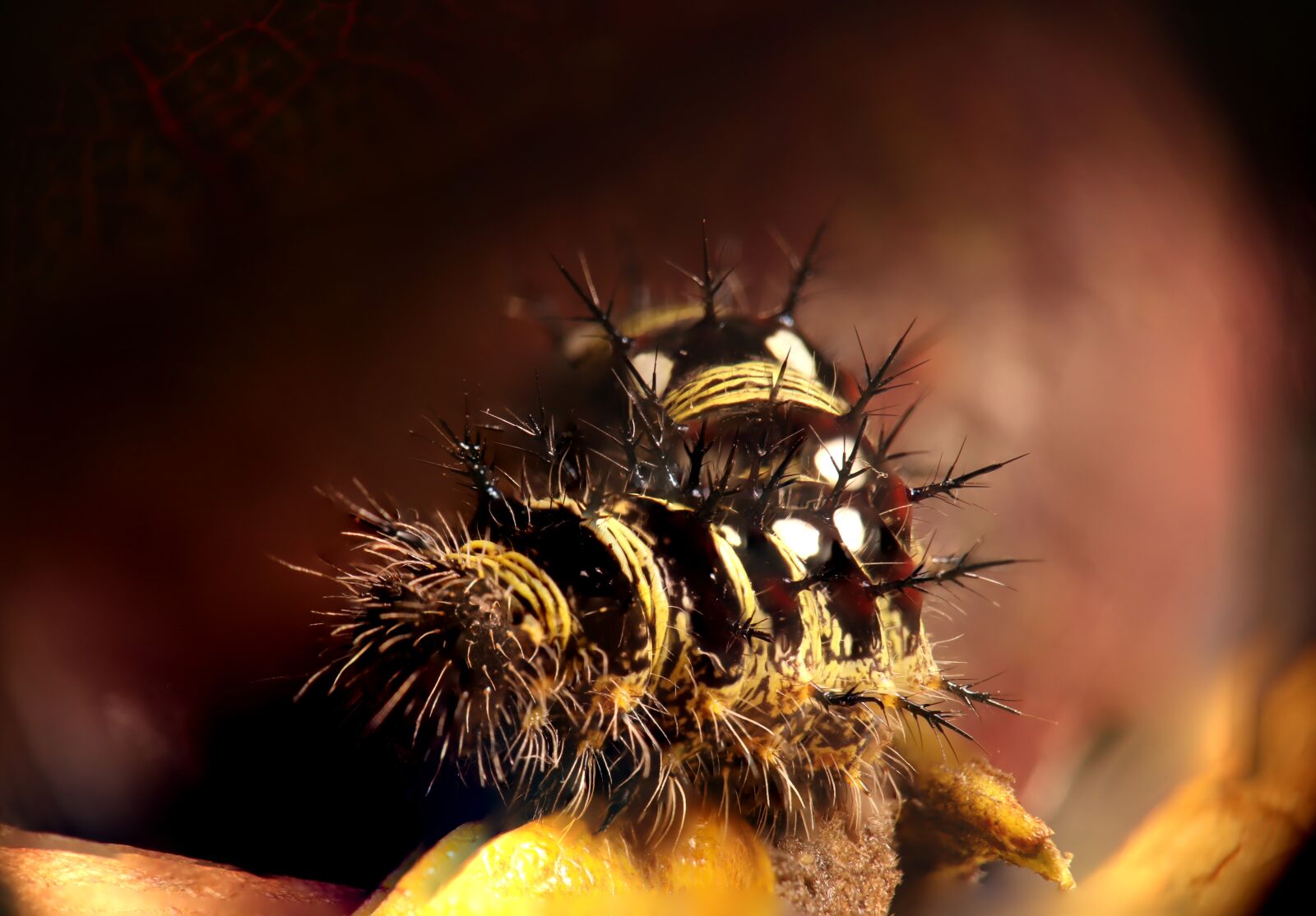 Canon EOS M50 (EOS Kiss M) sample photo. Caterpillar, butterfly of the photography