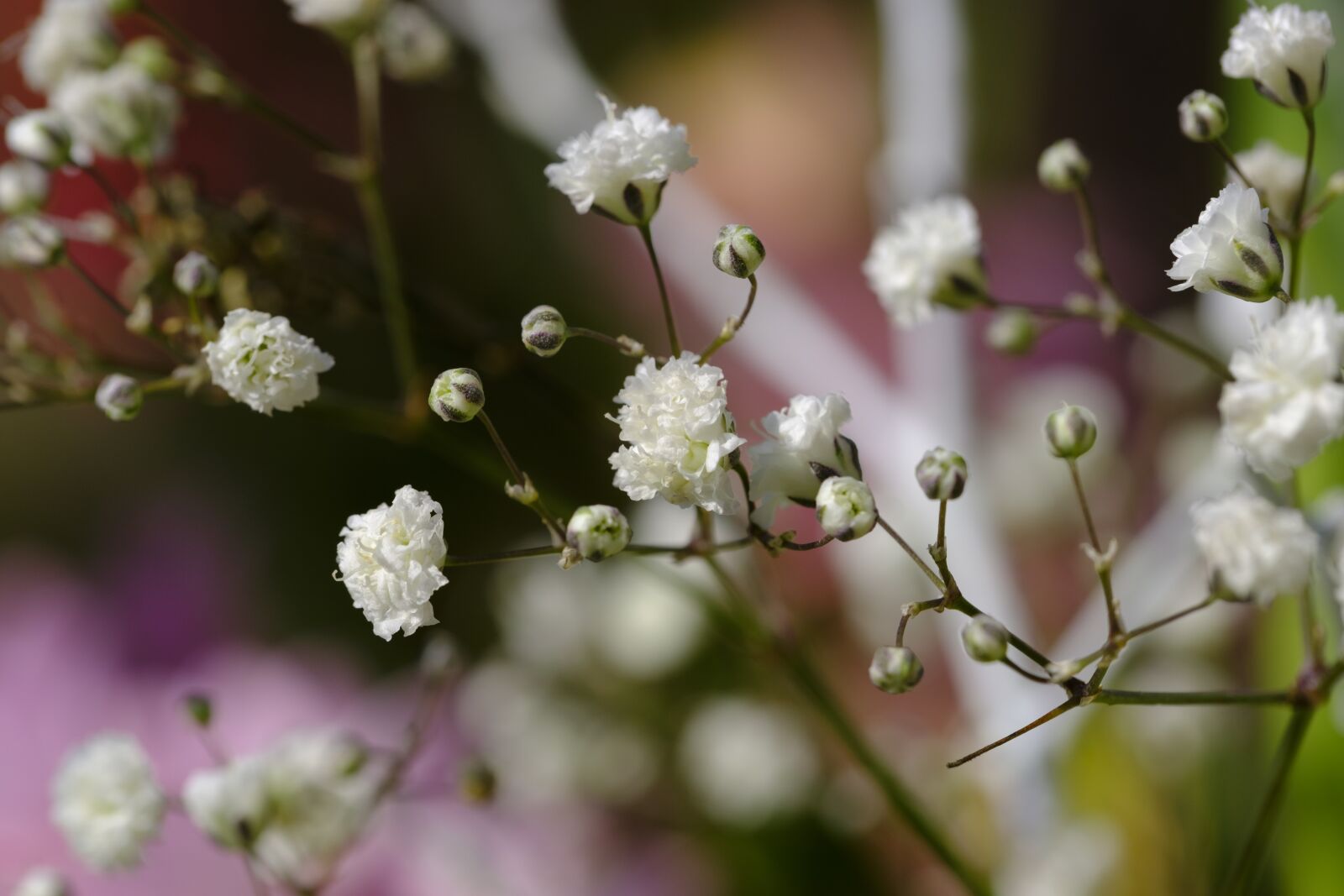 Fujifilm X-T2 + Fujifilm XF 80mm F2.8 R LM OIS WR Macro sample photo. Gypsophila, rispige gypsophila, gypsophila photography