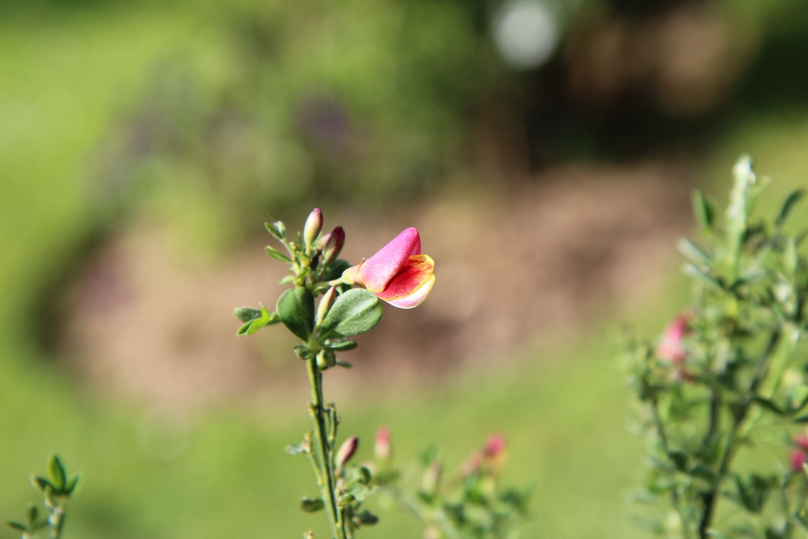 Canon EOS 600D (Rebel EOS T3i / EOS Kiss X5) sample photo. Broom, broom red, shrub photography