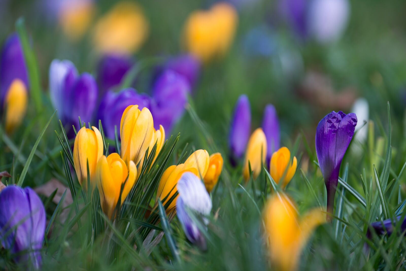 Nikon D800 sample photo. Crocus, blossom, bloom photography