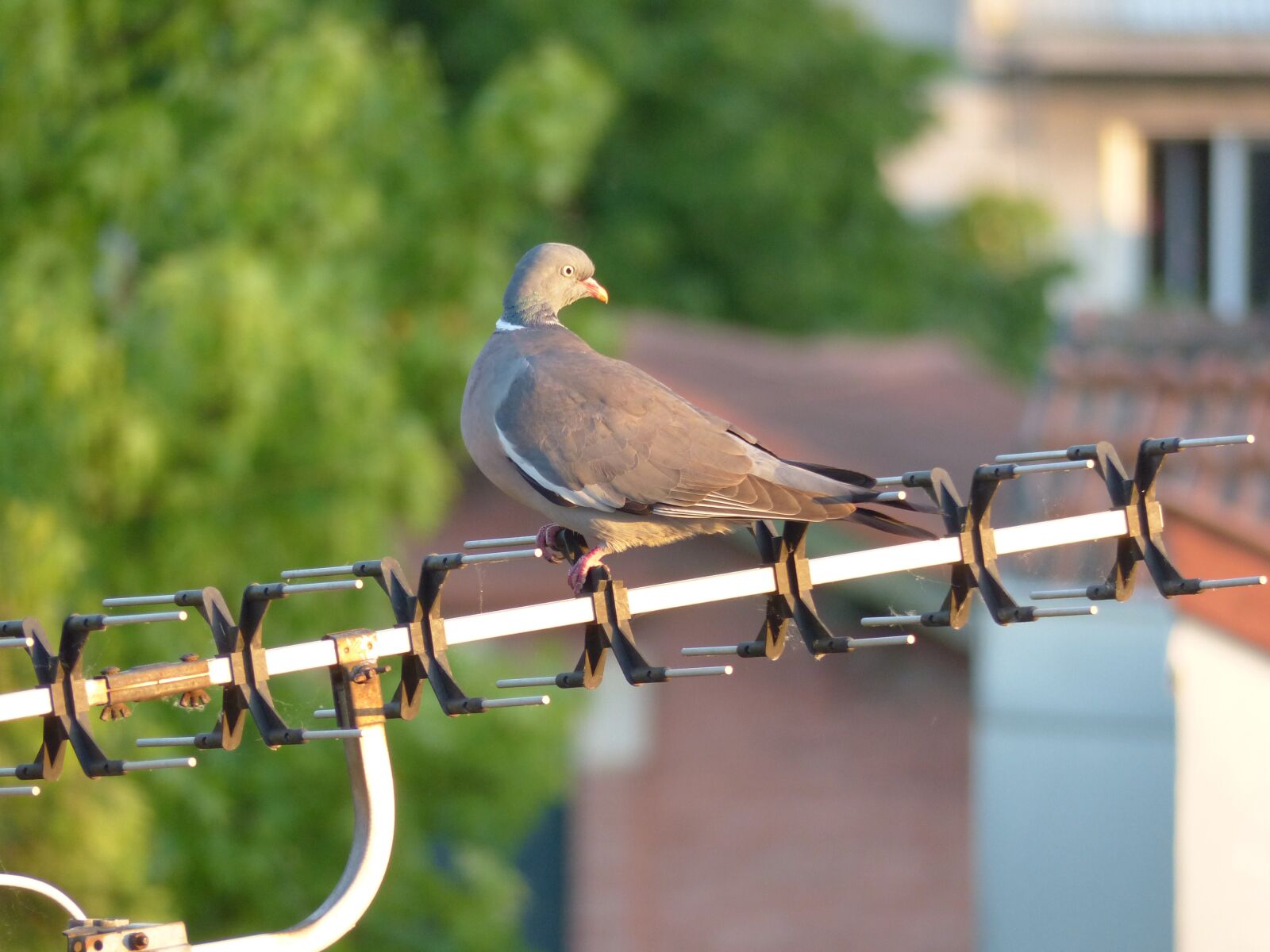 Panasonic Lumix DMC-FZ200 sample photo. Pigeon, bird, animals photography