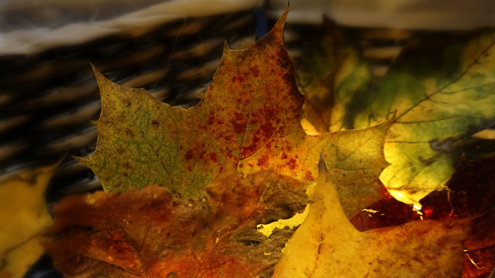 Sony a6000 sample photo. Autumn, leaves, colorful photography