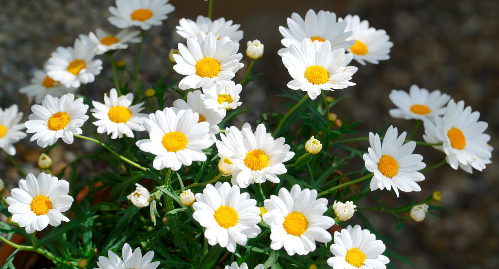 Sony E PZ 18-105mm F4 G OSS sample photo. Daisies, flowers, spring photography