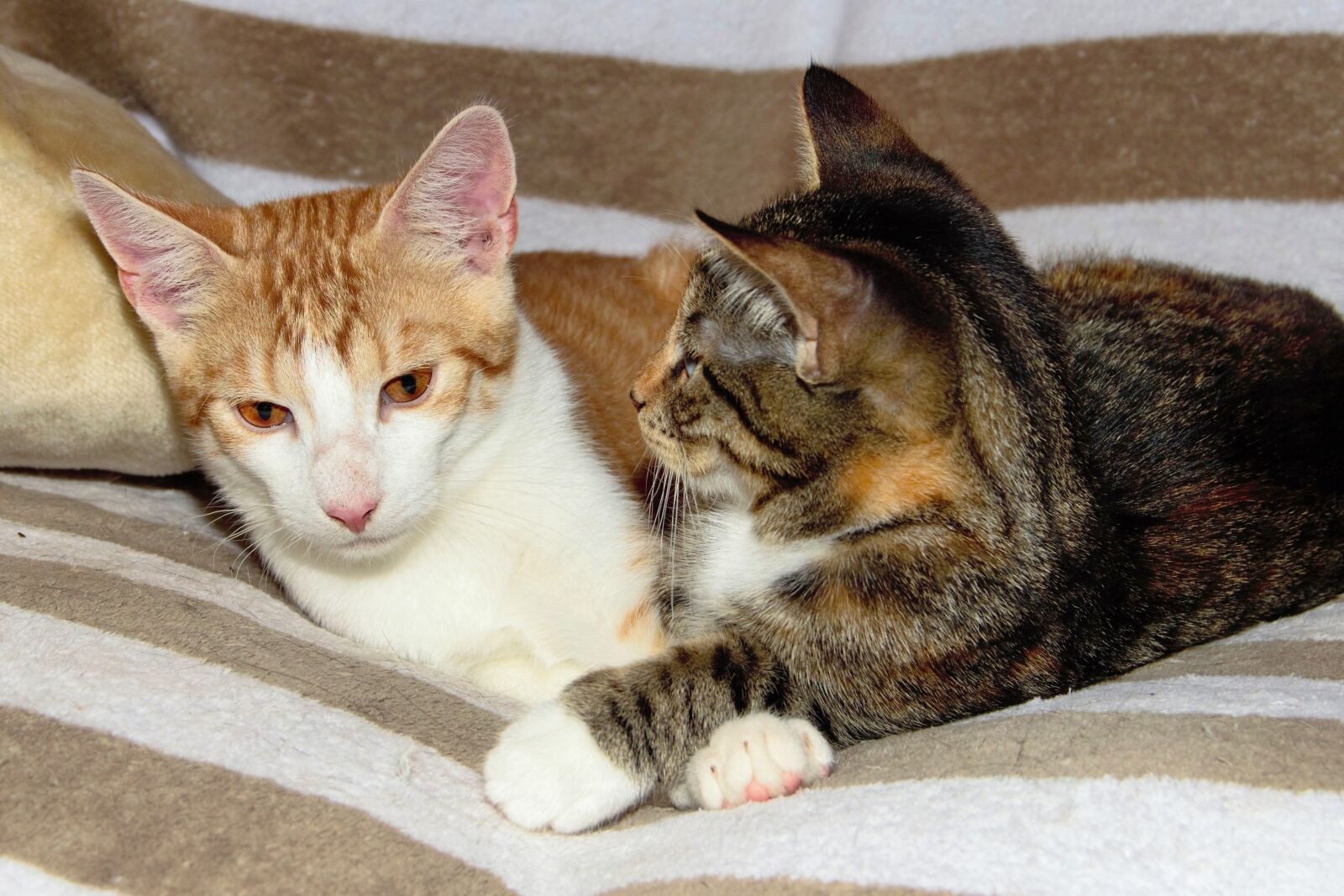 Canon EOS 600D (Rebel EOS T3i / EOS Kiss X5) sample photo. Cat, domestic cat, pet photography