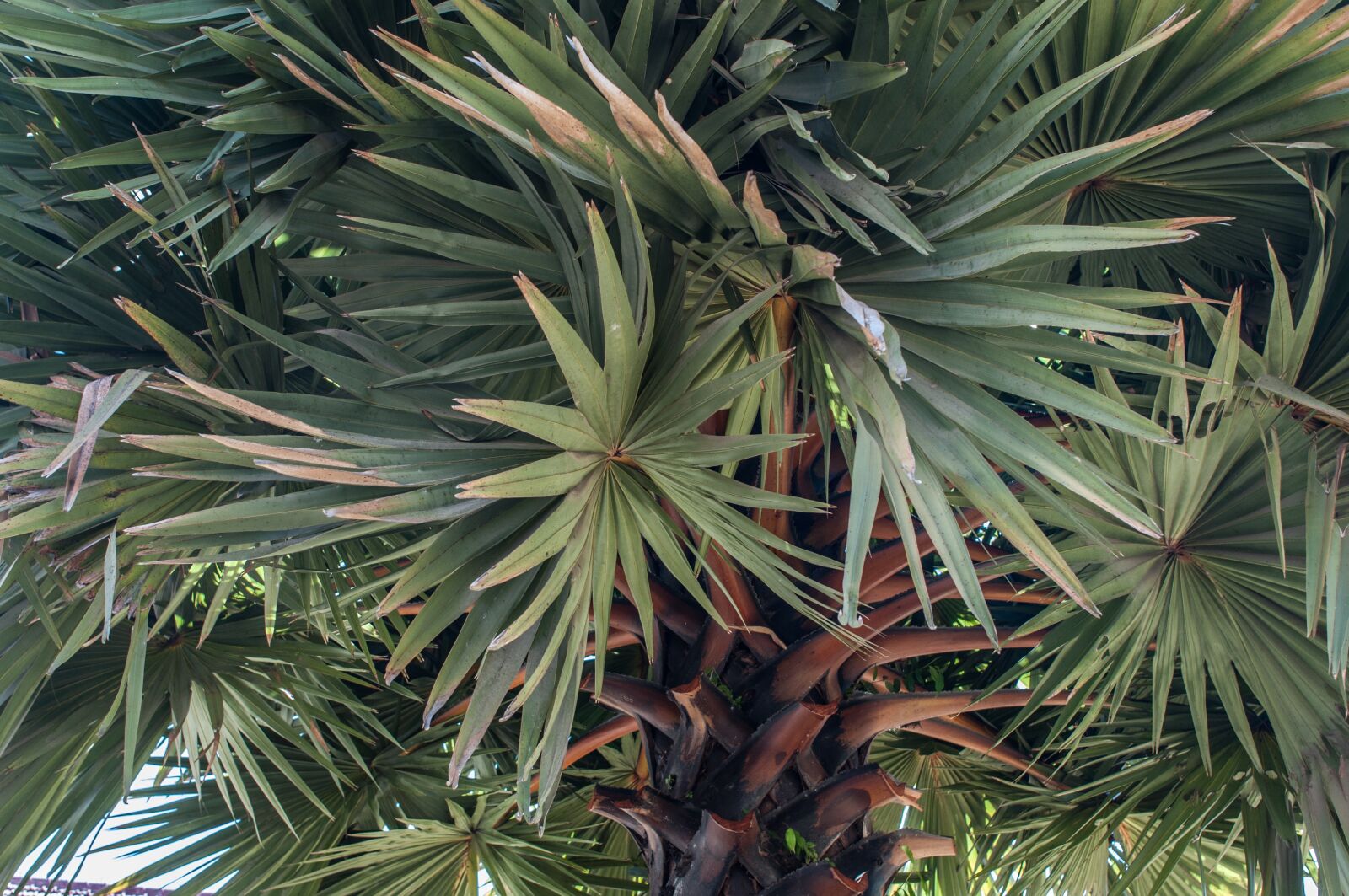 Nikon D90 sample photo. Vegetation, plant, palm photography