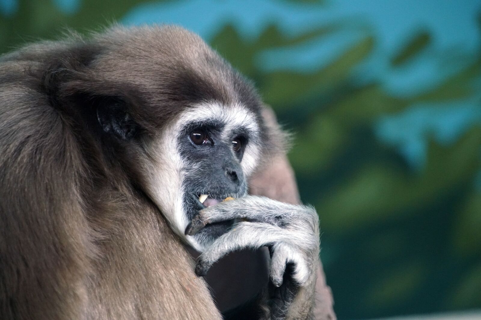 Minolta AF 300mm F2.8 HS-APO G sample photo. Gibbon, ape, lesser photography