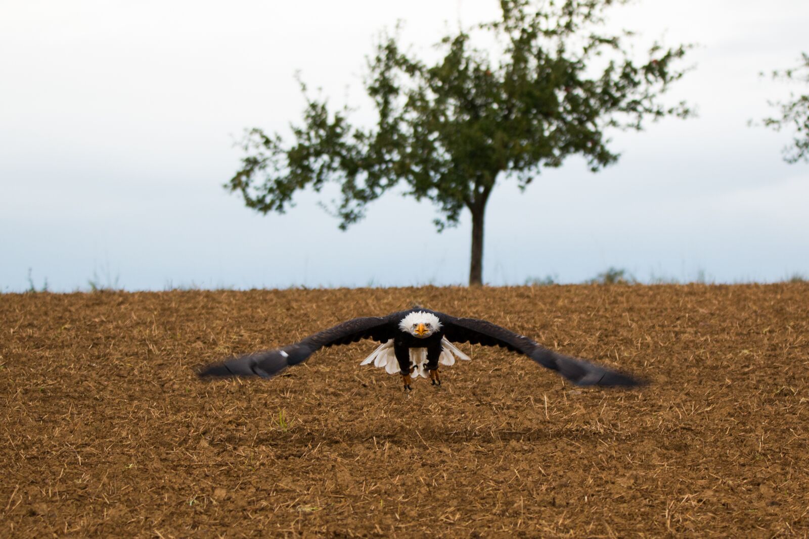 150-600mm F5-6.3 DG OS HSM | Contemporary 015 sample photo. Bald eagle, flying, in photography