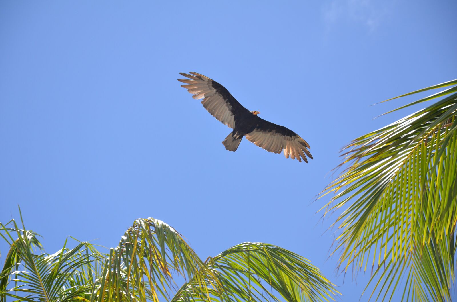 Nikon D7000 sample photo. Bird, sky, blue photography