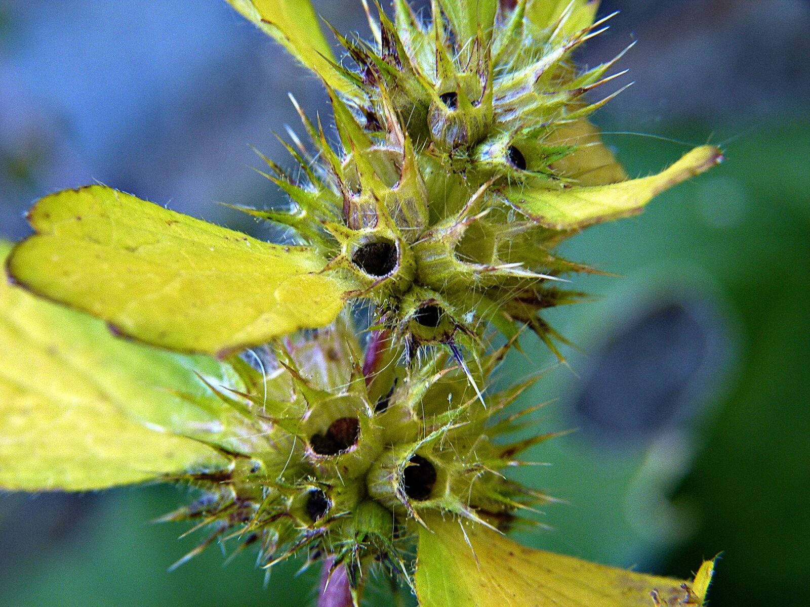 Panasonic Lumix DMC-FZ100 sample photo. Wild plant, seed, meadow photography