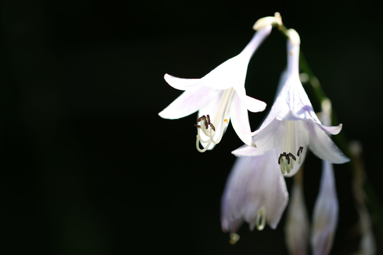 Canon EOS 7D Mark II sample photo. Vivian chu, plants, nature photography