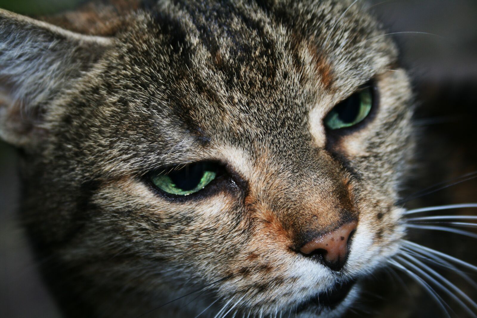 Canon EOS 400D (EOS Digital Rebel XTi / EOS Kiss Digital X) sample photo. Cat, mackerel, tiger cat photography