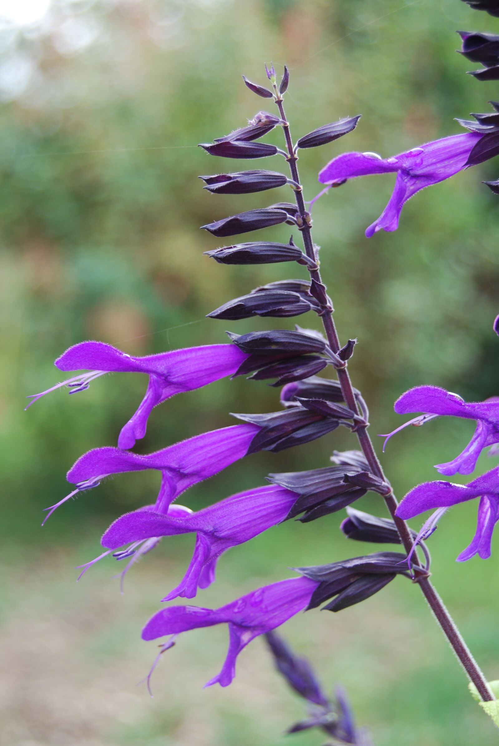 Nikon D40X sample photo. Sage, nature, plant photography