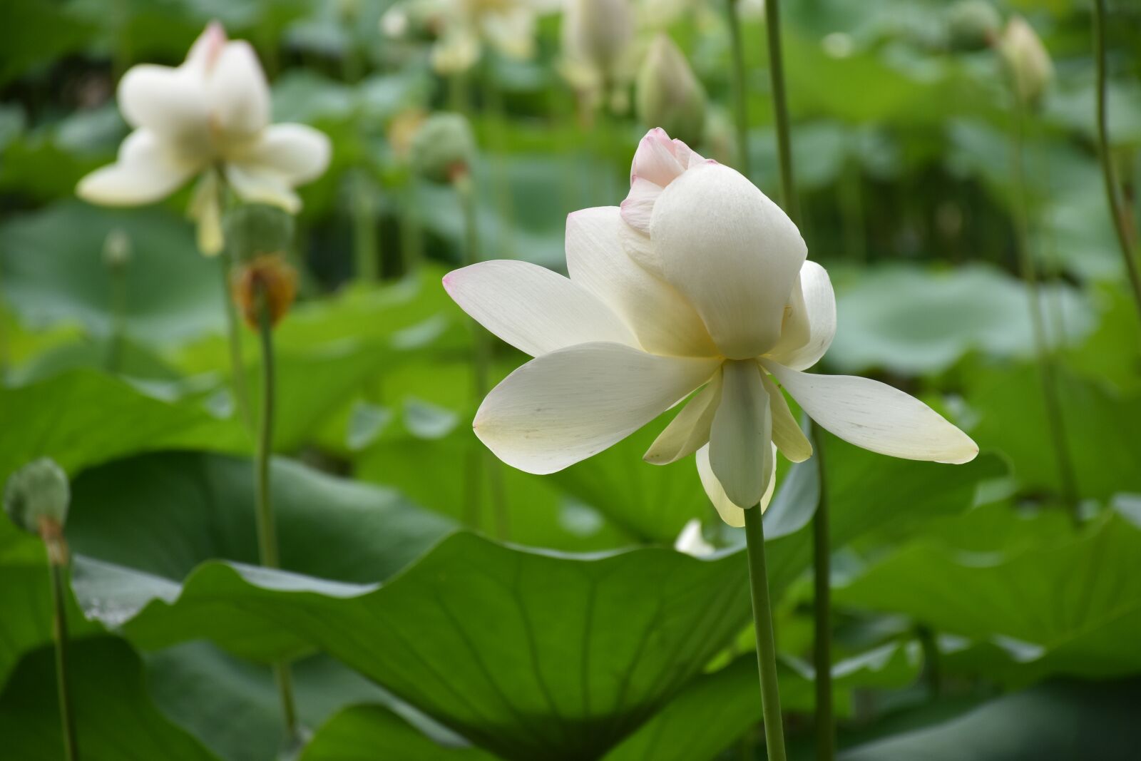 Nikon D7200 sample photo. Lotus, flower, lily pads photography