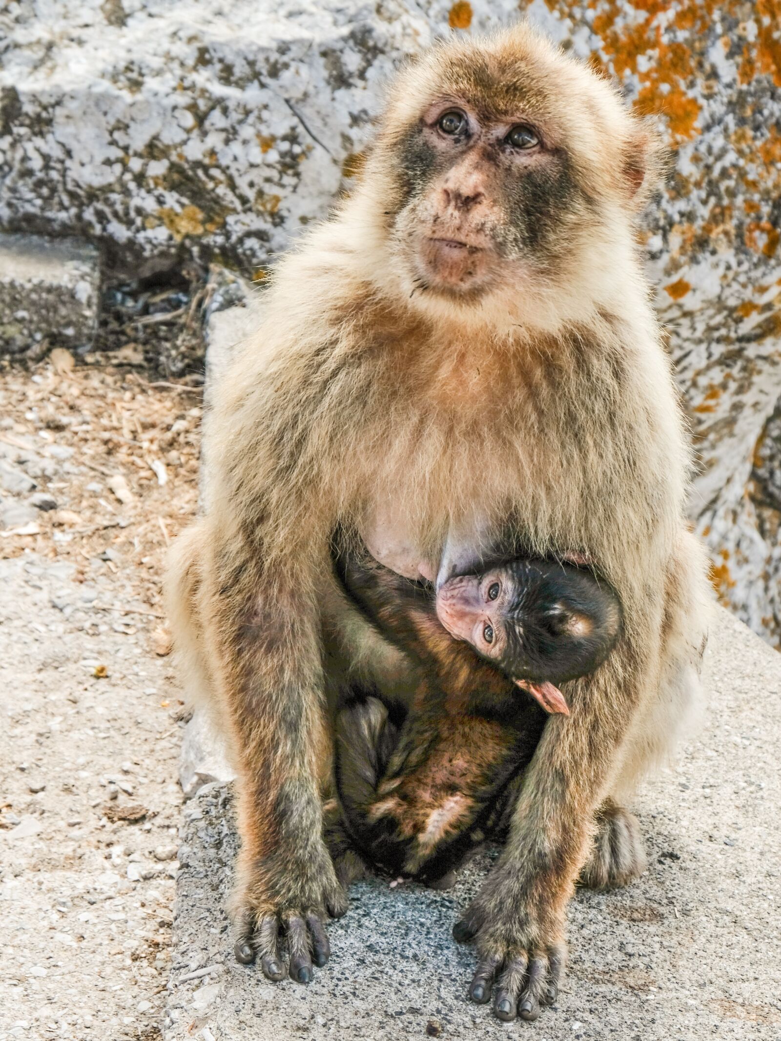 Fujifilm X-T2 sample photo. Macaques, monkeys, animals photography