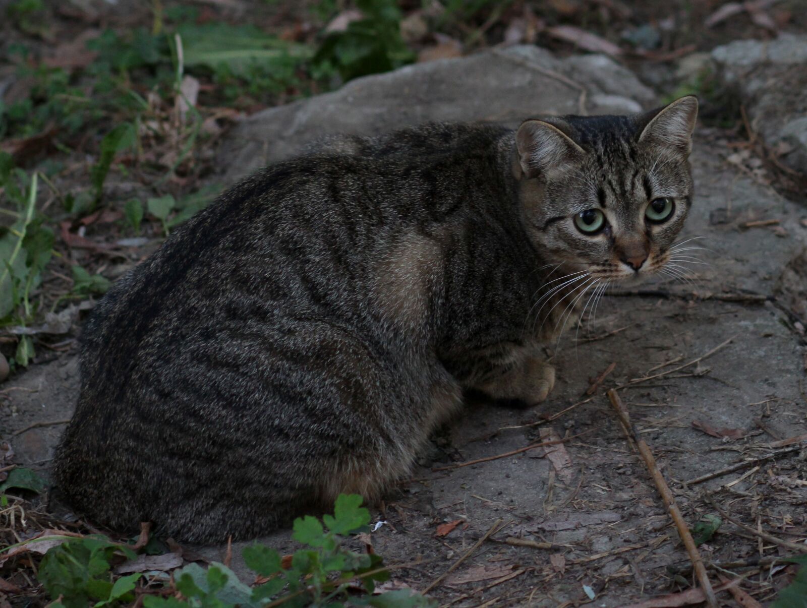 Canon EOS 700D (EOS Rebel T5i / EOS Kiss X7i) + Canon EF 85mm F1.8 USM sample photo. Cat, stripes, gray photography