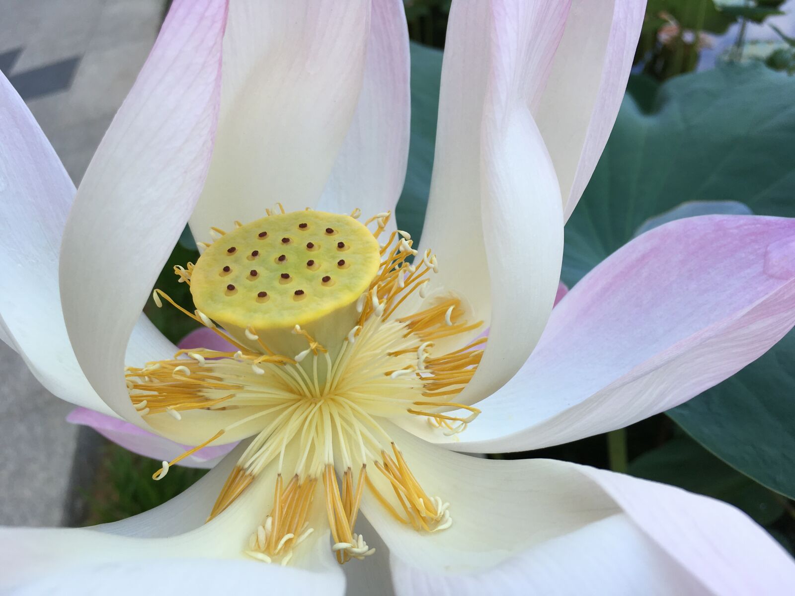 iPhone SE back camera 4.15mm f/2.2 sample photo. Lotus, yellow, pink photography