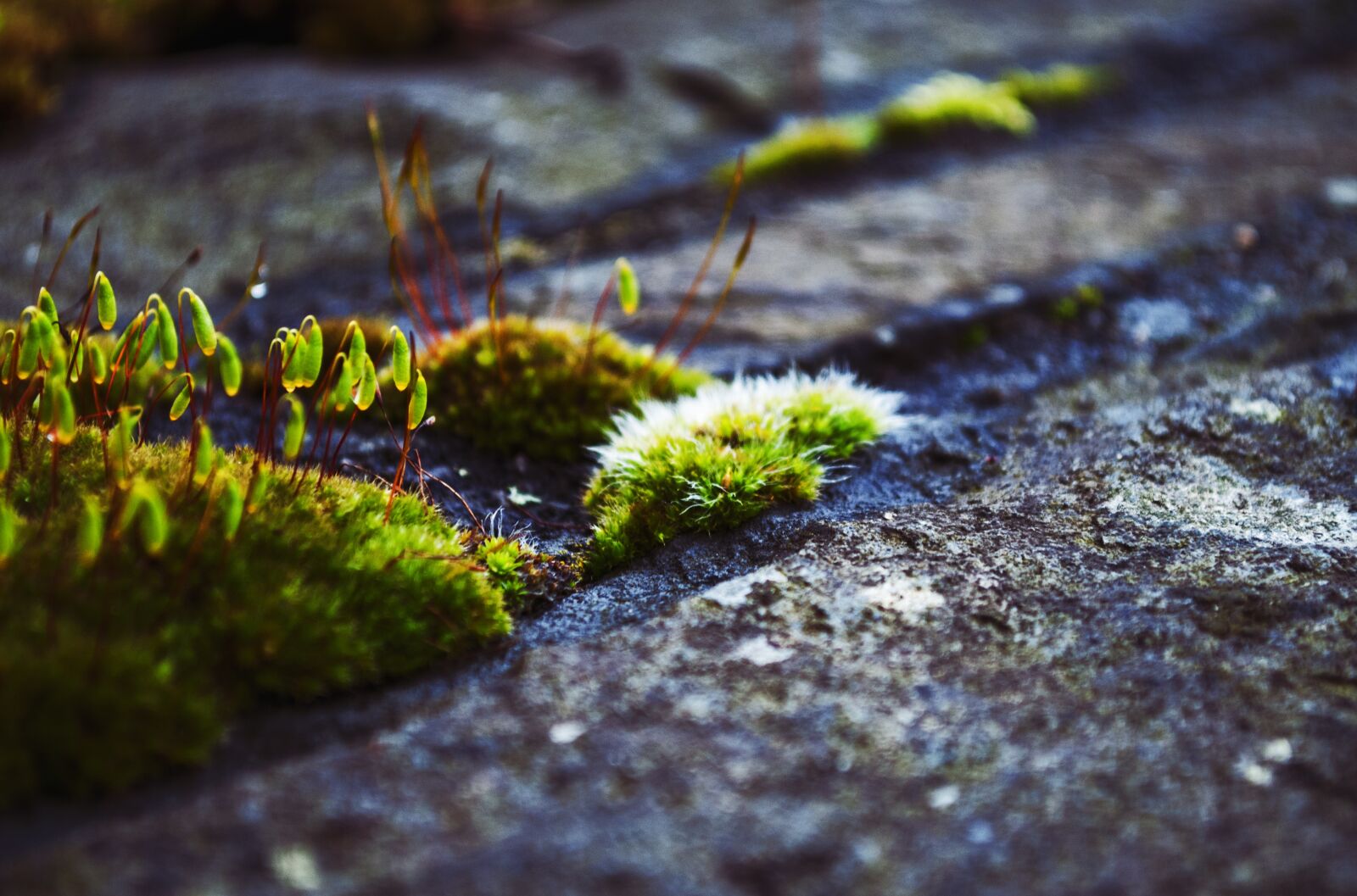 Nikon D3000 sample photo. Moss, plants, green photography