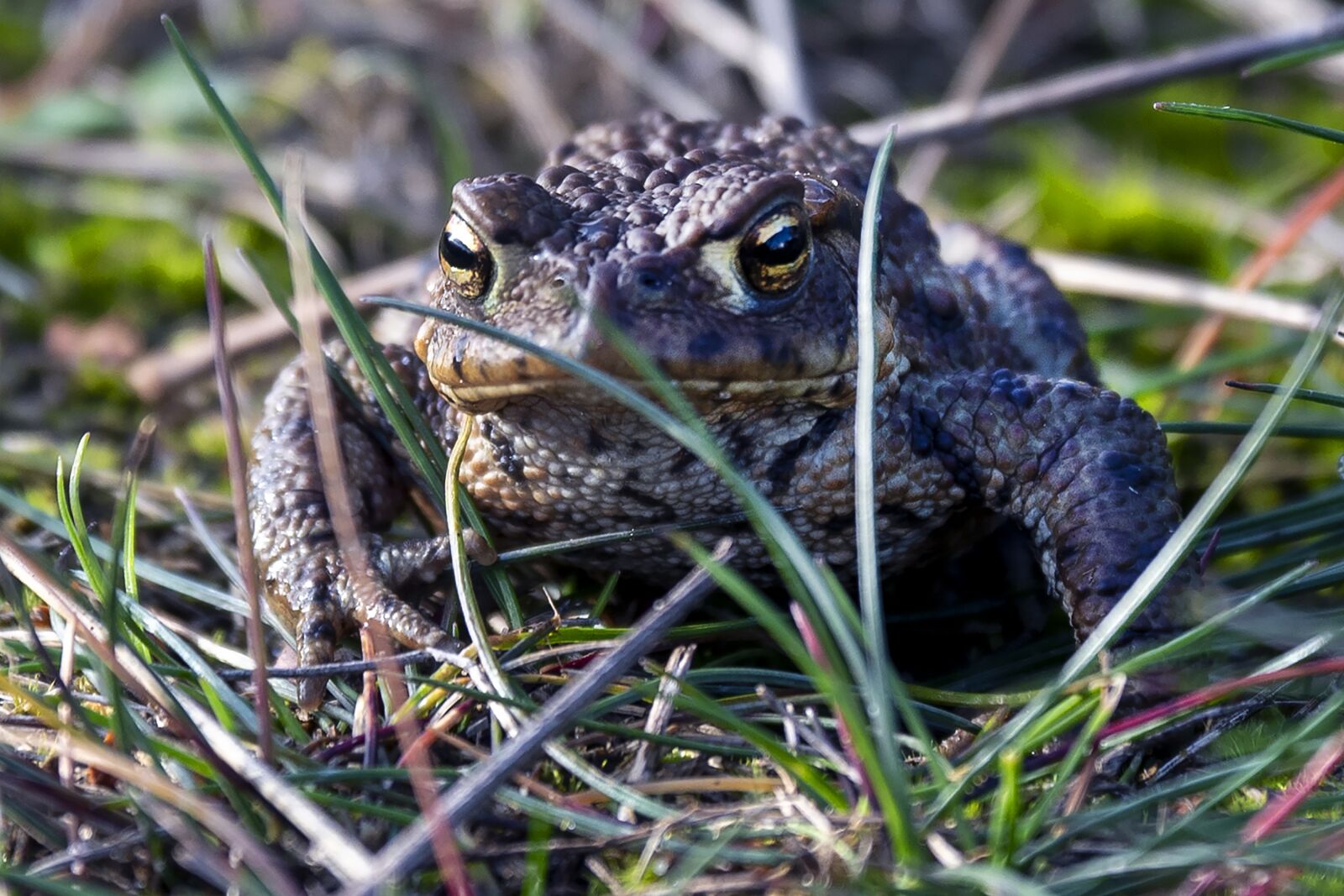 Nikon D500 sample photo. Path, amphibian, amphibians photography