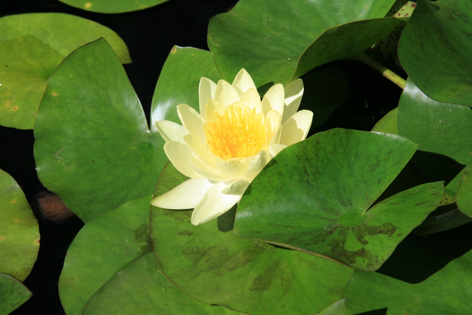 Canon EOS 30D sample photo. Water lily, flower, pond photography