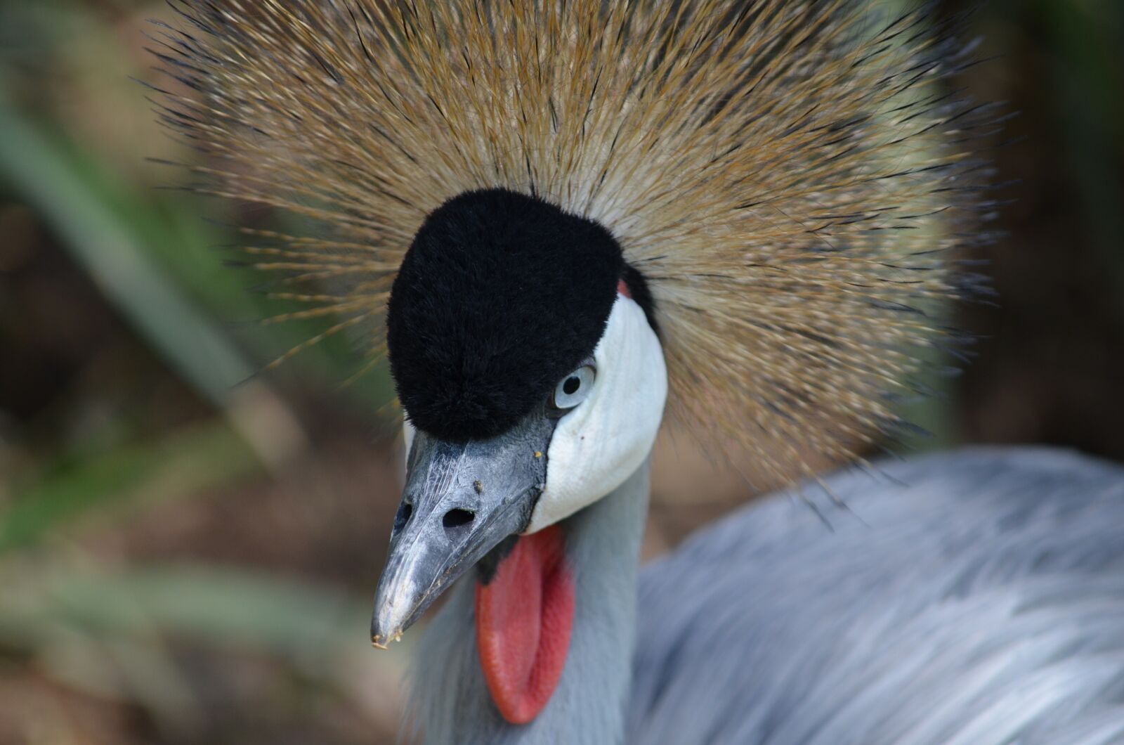 Nikon D5100 sample photo. Blue crane, bird, crane photography