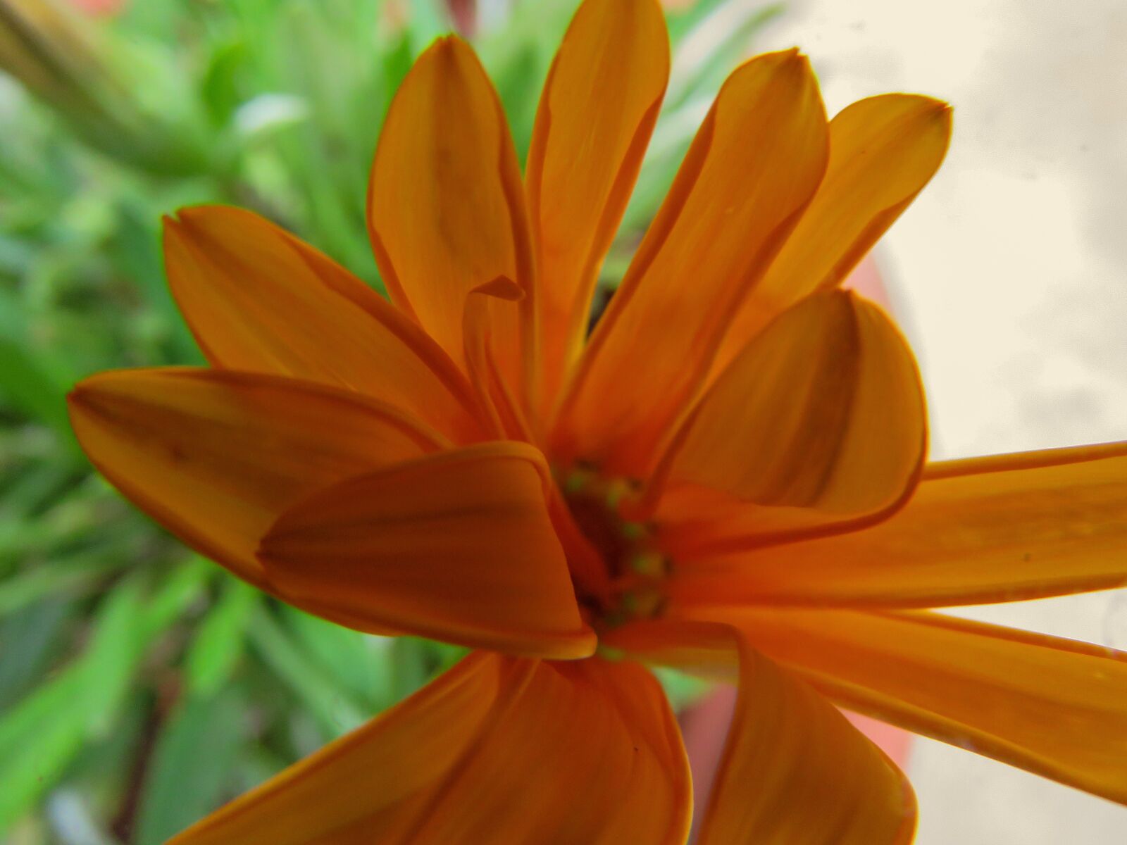 Canon PowerShot SX60 HS sample photo. Closeup, flower, nature photography