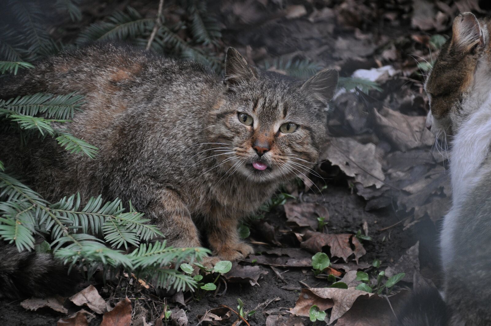 Nikon D90 sample photo. Cat, animals, predator photography