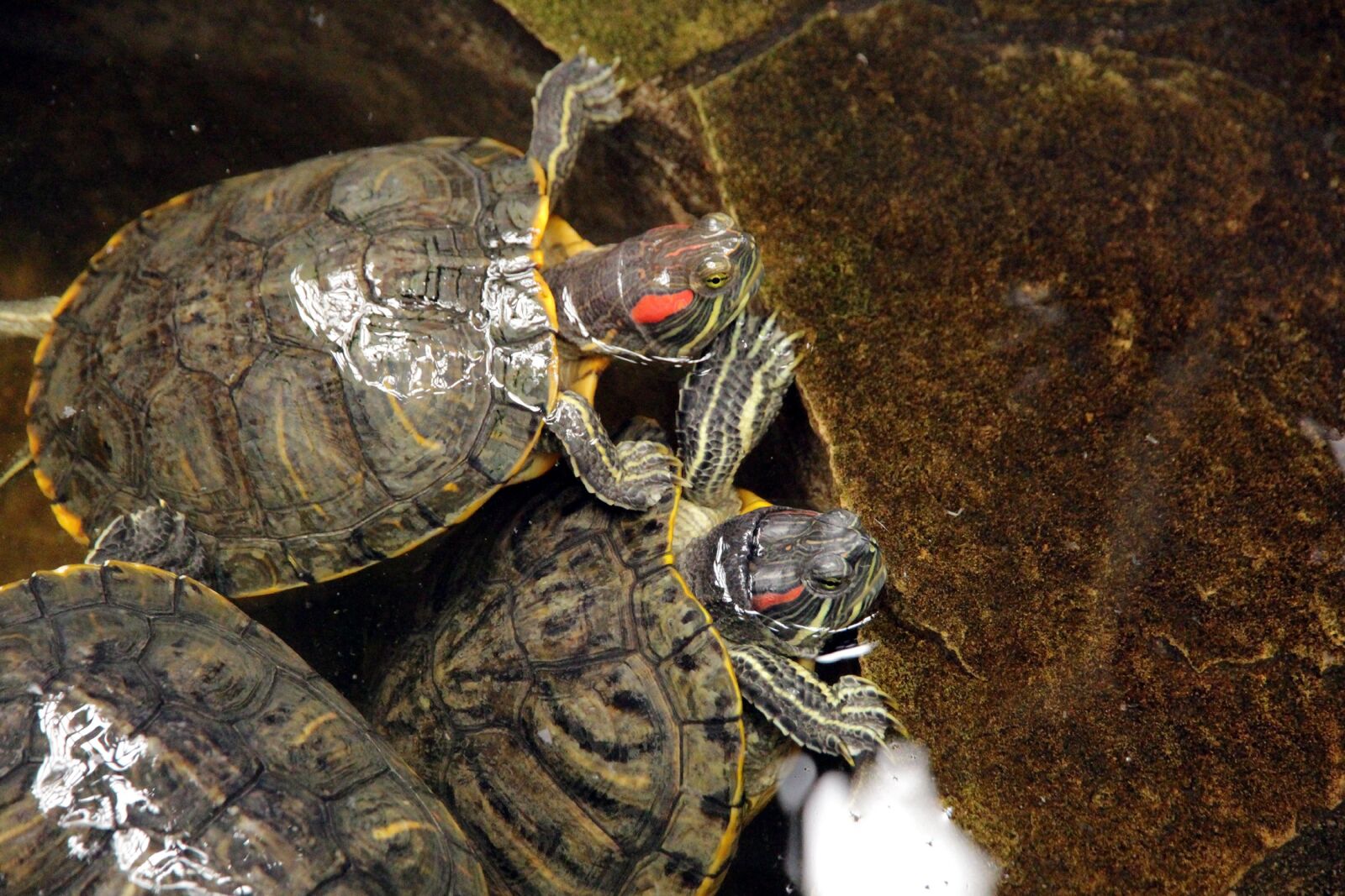 Canon EOS 650D (EOS Rebel T4i / EOS Kiss X6i) sample photo. Turtle, trachemys scripta, the photography