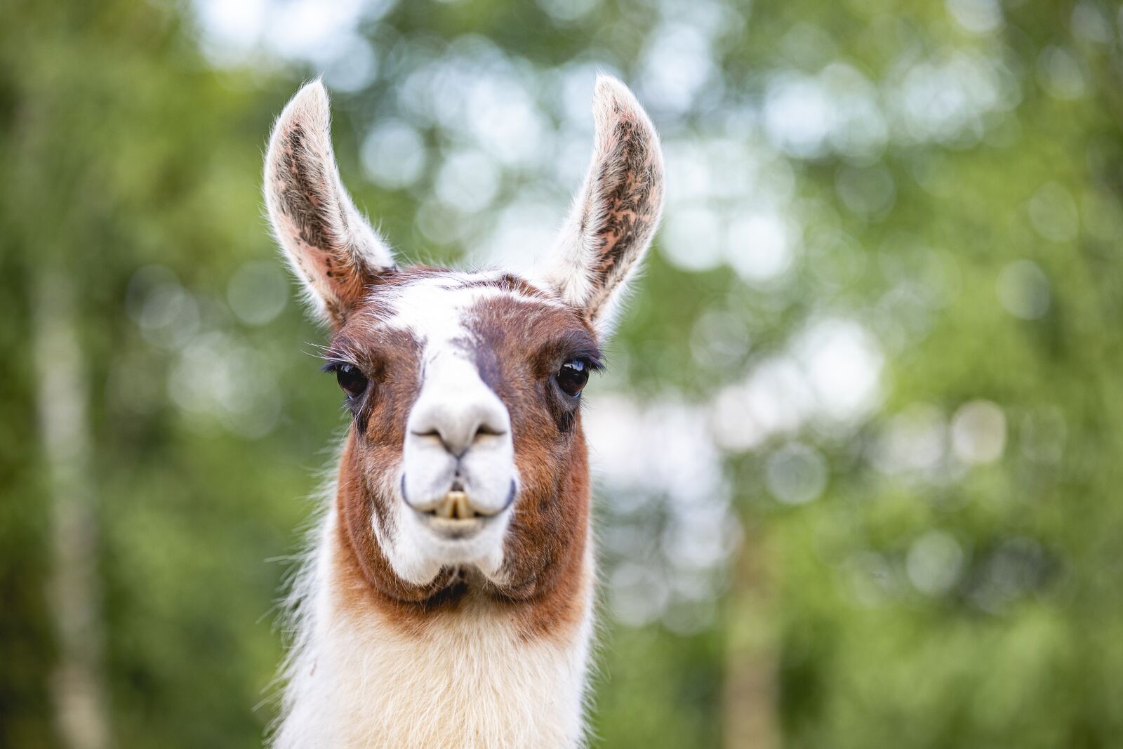 Canon EOS 5D Mark IV sample photo. Llama, country, nature photography