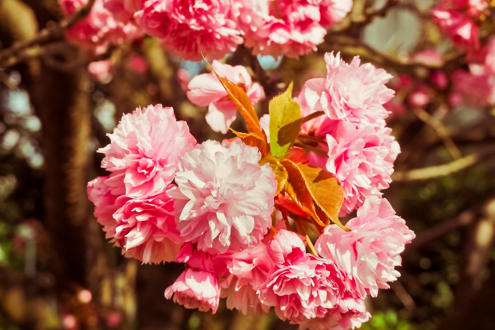 Olympus OM-D E-M10 sample photo. Cherry blossom, tree, spring photography
