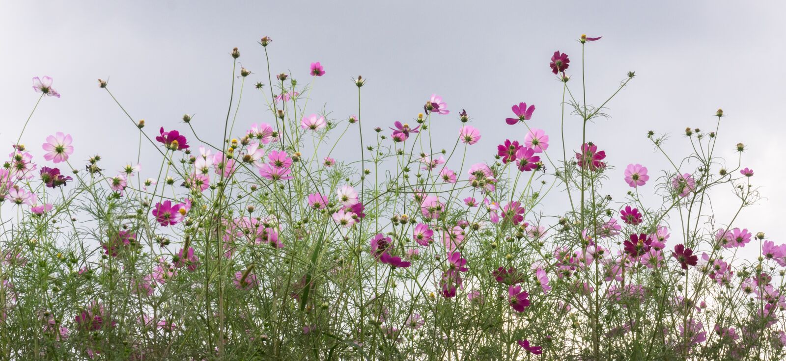 Sony Alpha NEX-5N sample photo. Cosmos, autumn, nature photography