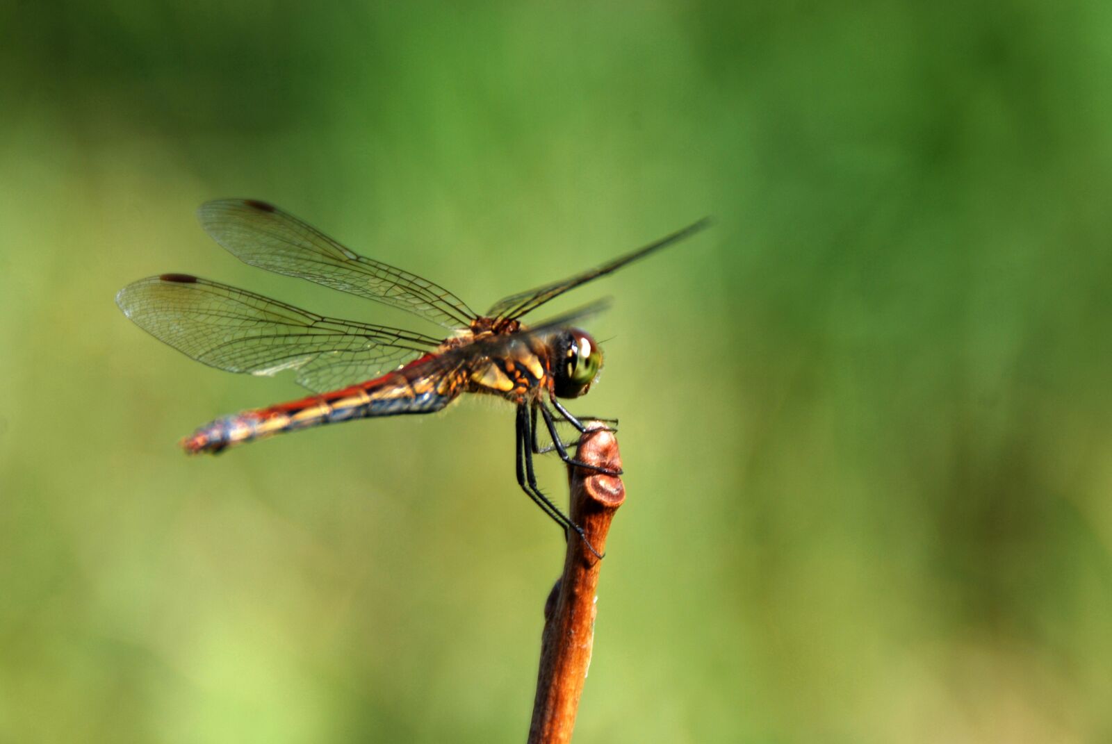 Nikon D40X sample photo. Dragonfly, bug, insect photography
