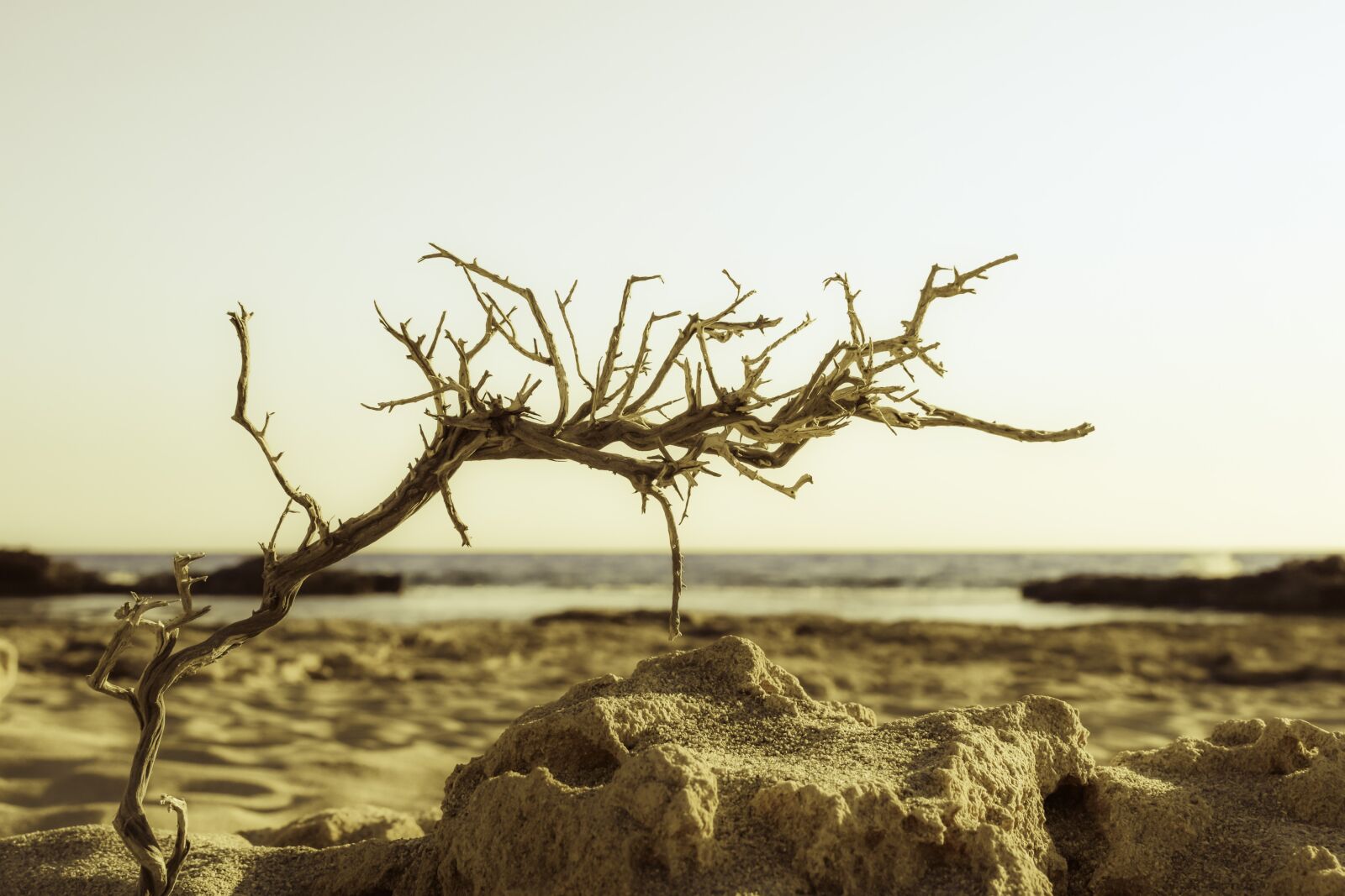 Nikon D3300 sample photo. Twig, beach, sand photography