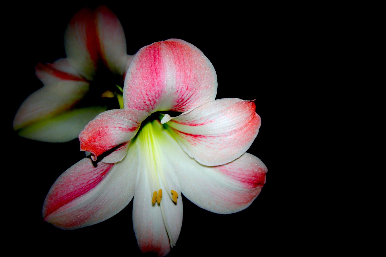 Canon EOS 350D (EOS Digital Rebel XT / EOS Kiss Digital N) sample photo. Flower, amaryllis, blossom photography