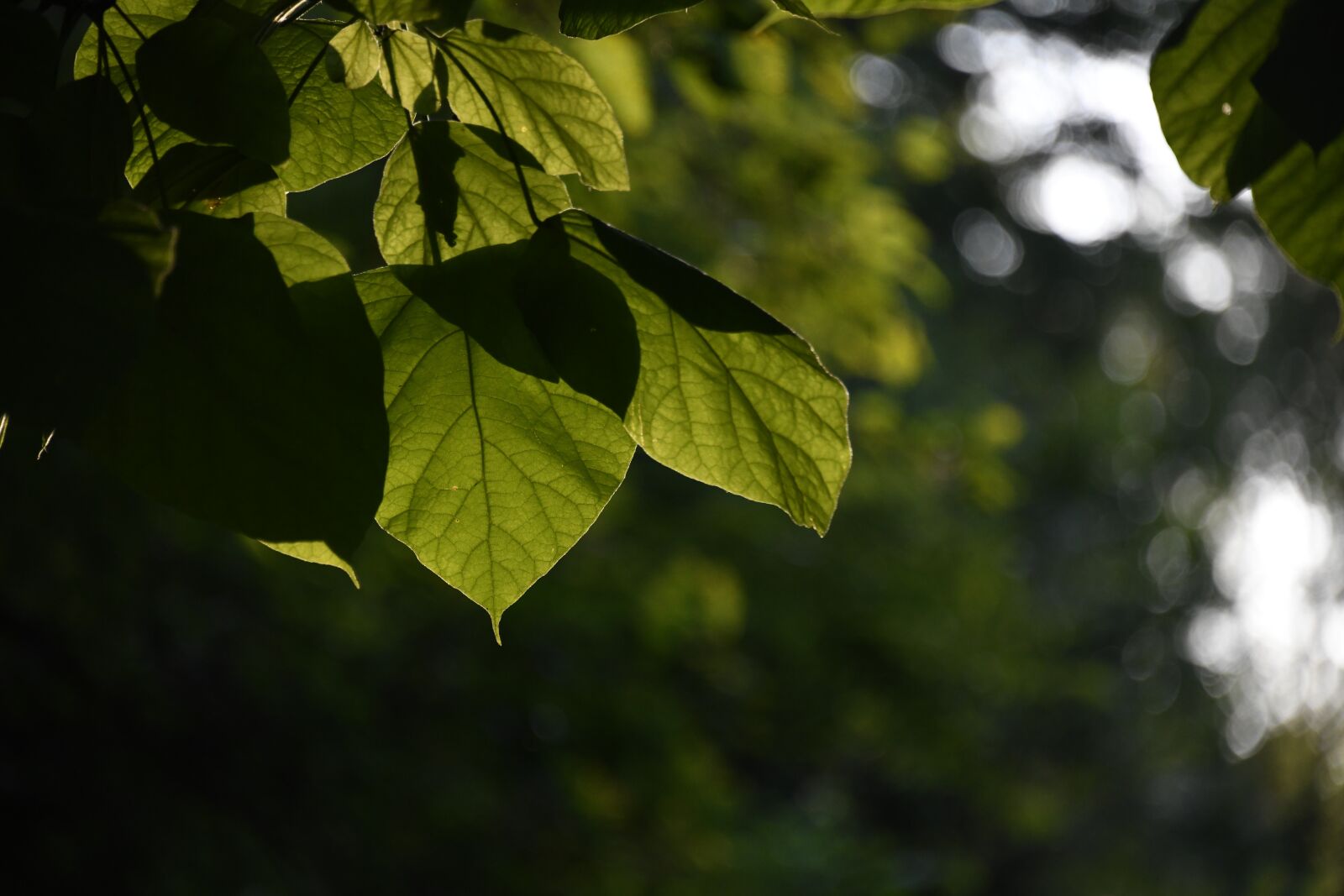 Nikon D850 sample photo. Leaves, sunlight, woods photography