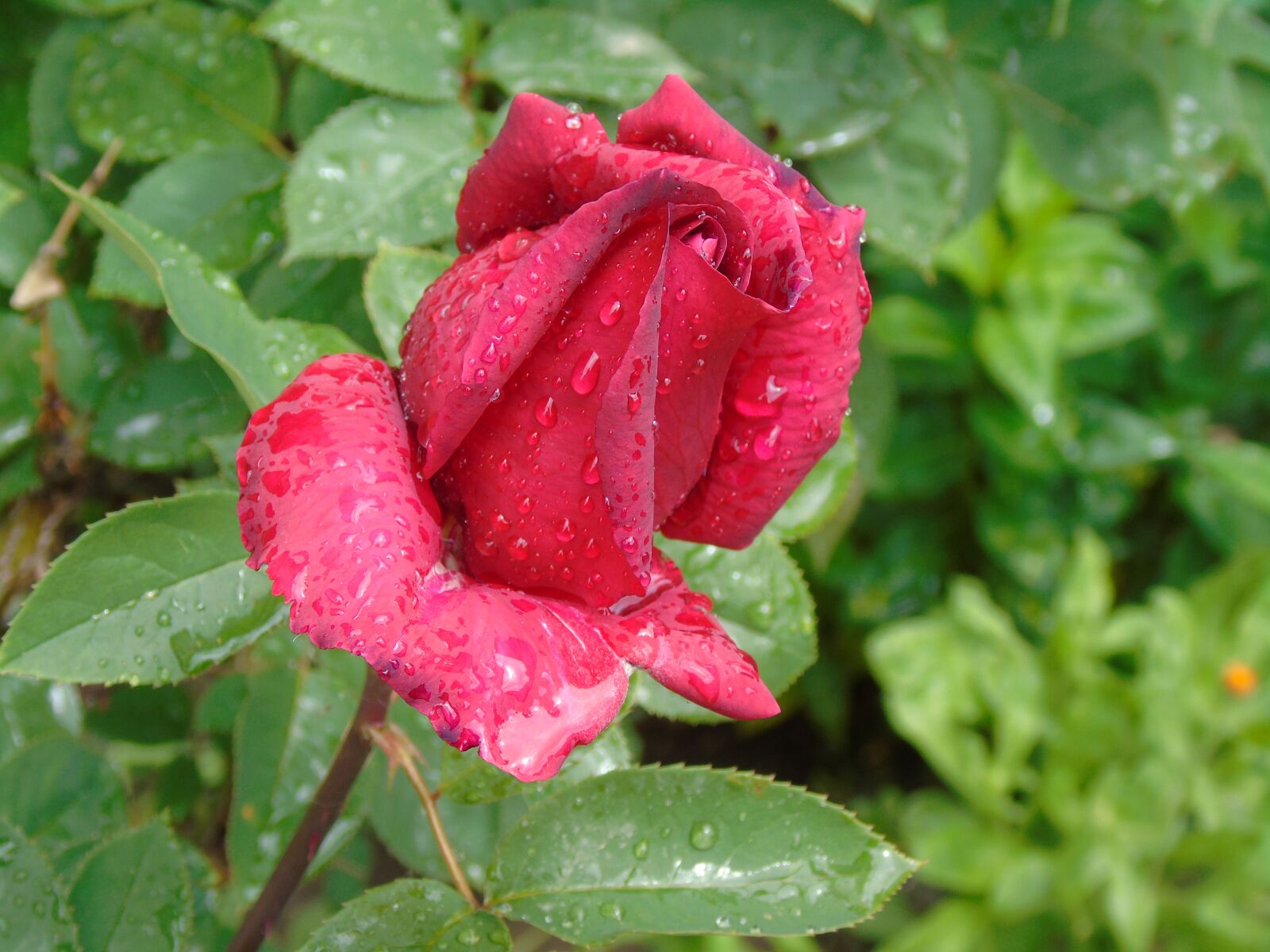 Sony Cyber-shot DSC-H400 sample photo. Rose, flower, rosa photography