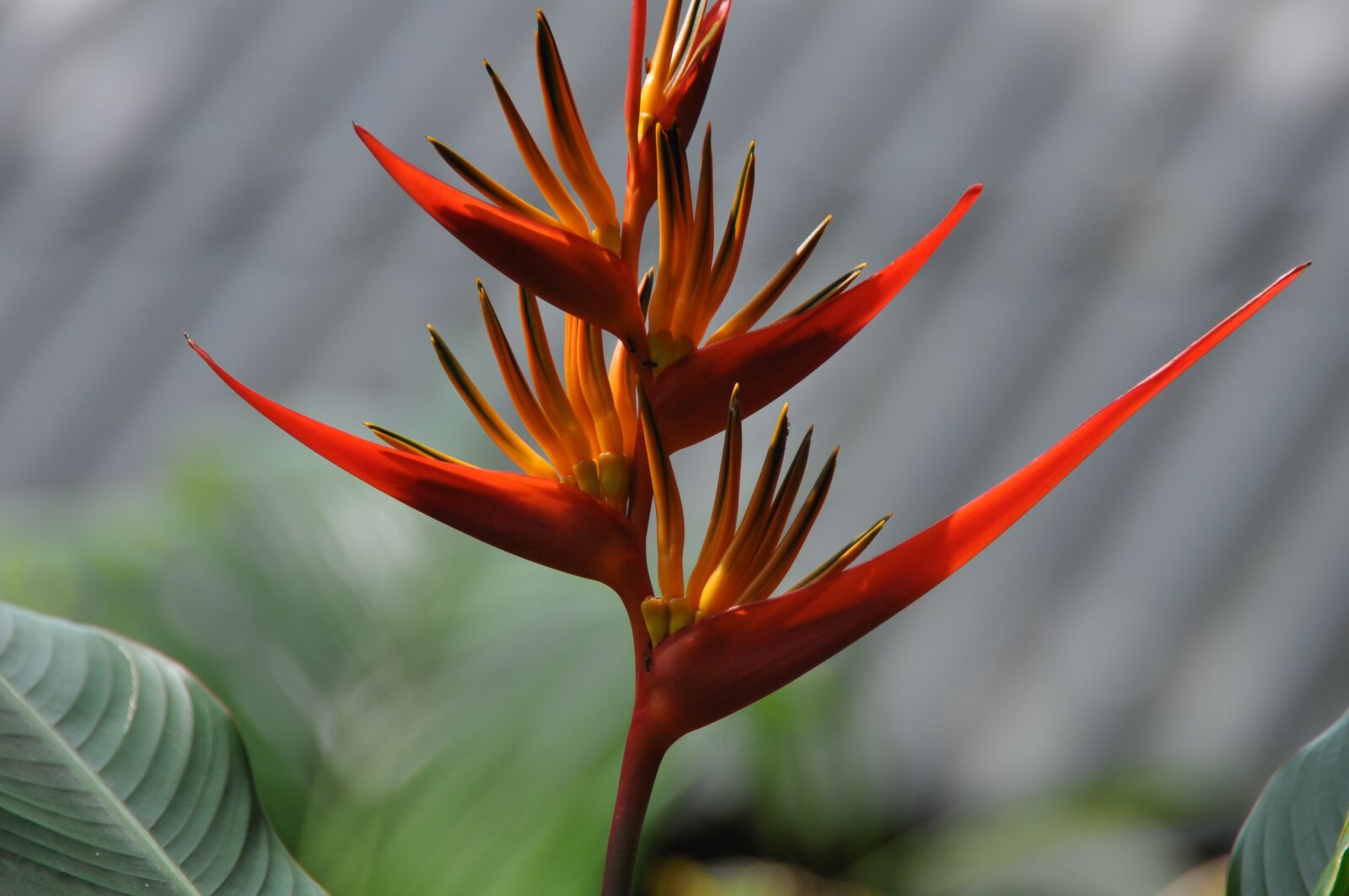 Nikon D5000 sample photo. Flower, bird of paradise photography